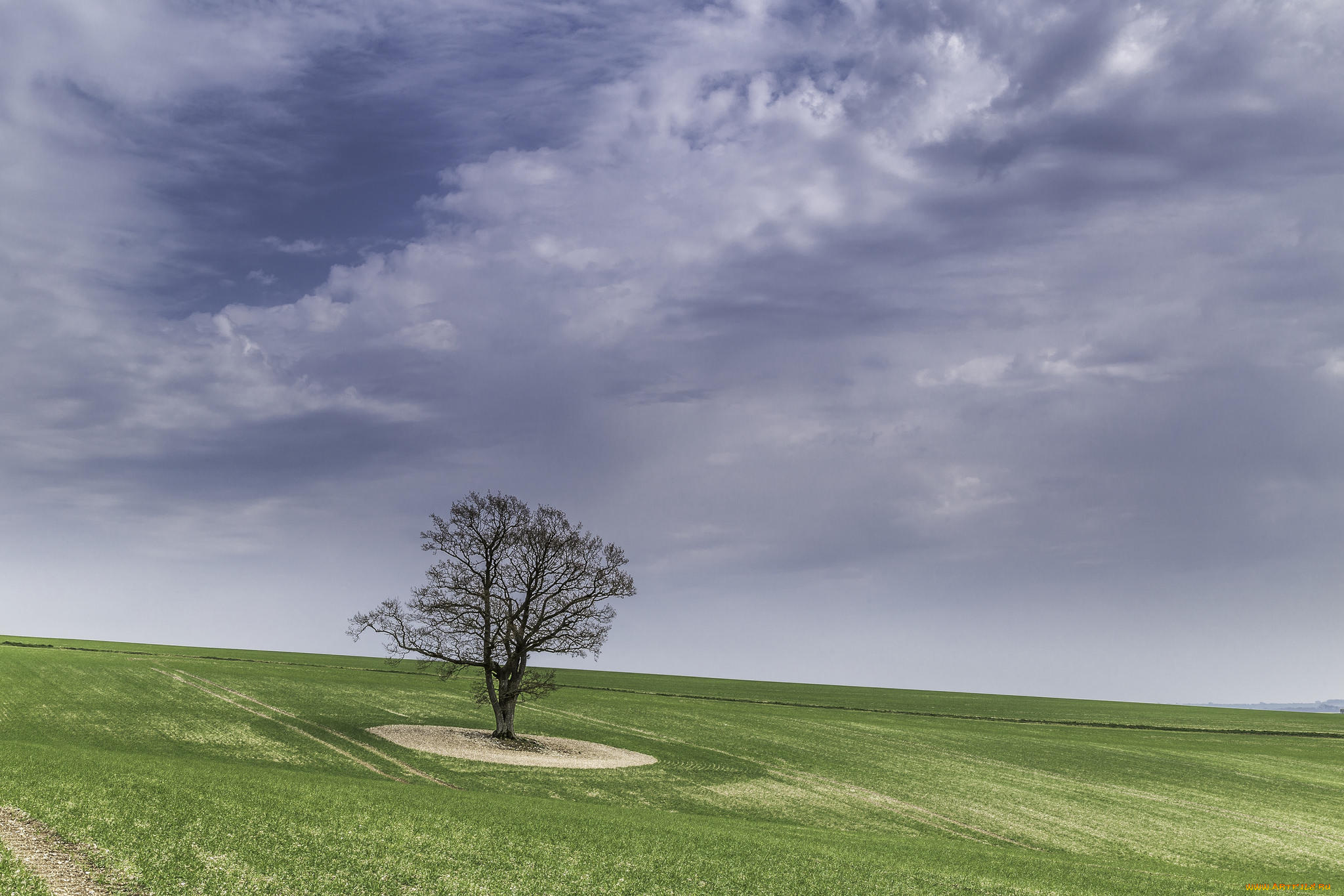 природа, деревья, поле, пейзаж, дерево, холм