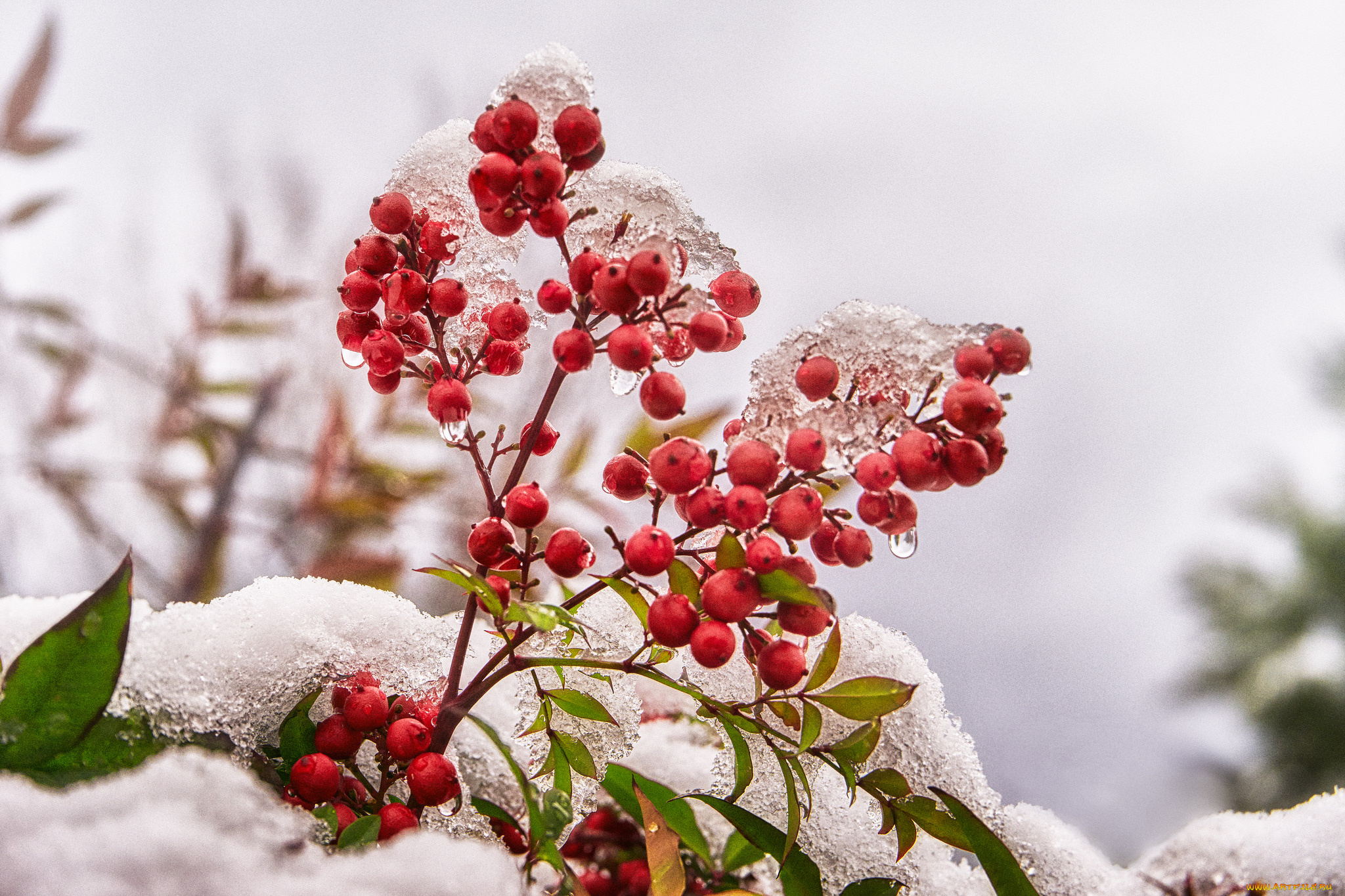 природа, Ягоды, куст