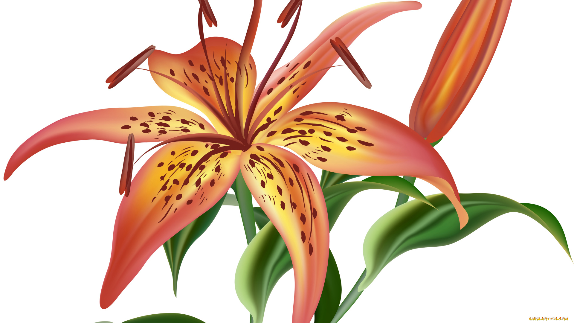 векторная, графика, цветы, , flowers, цветы, фон, лепестки