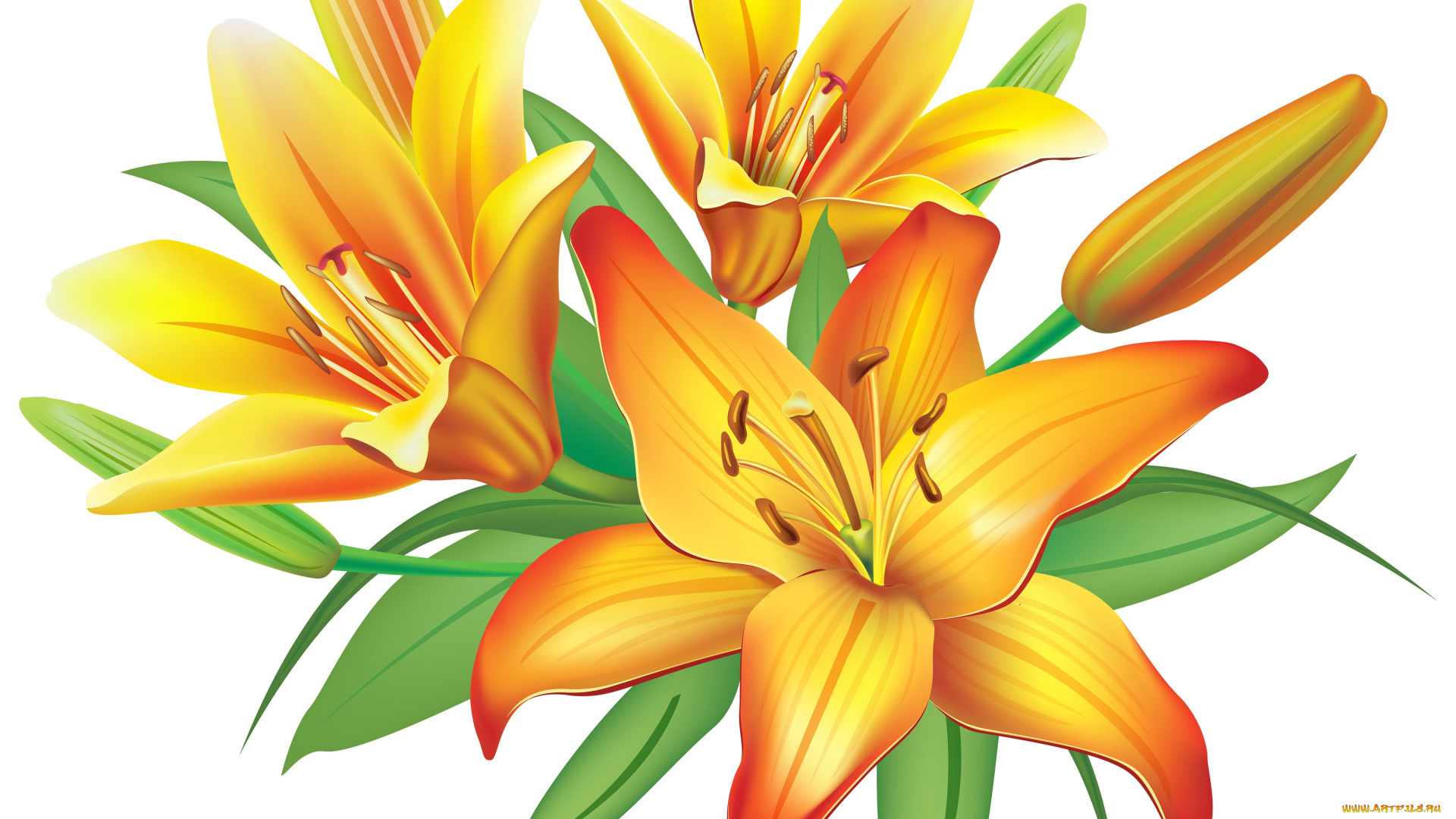 векторная, графика, цветы, , flowers, цветы, фон, лепестки