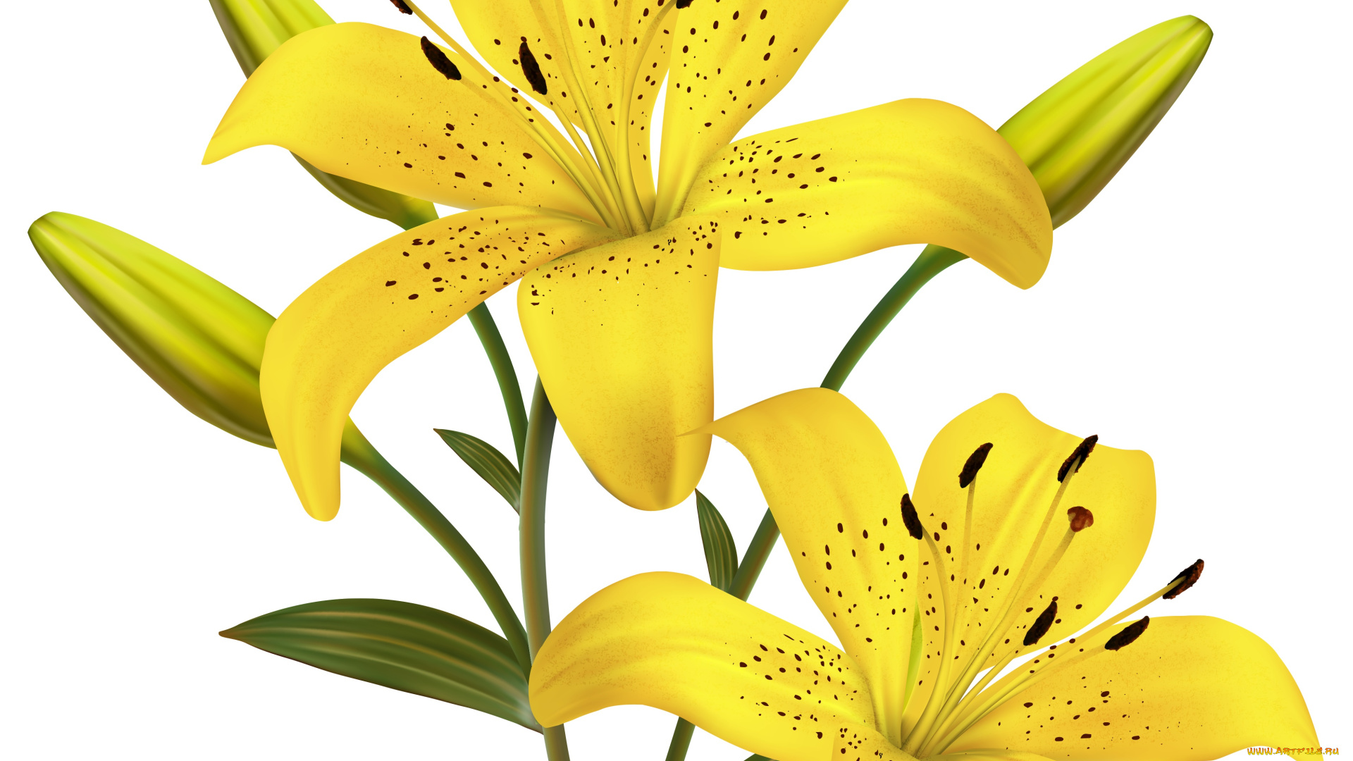 векторная, графика, цветы, , flowers, лепестки, фон, цветы