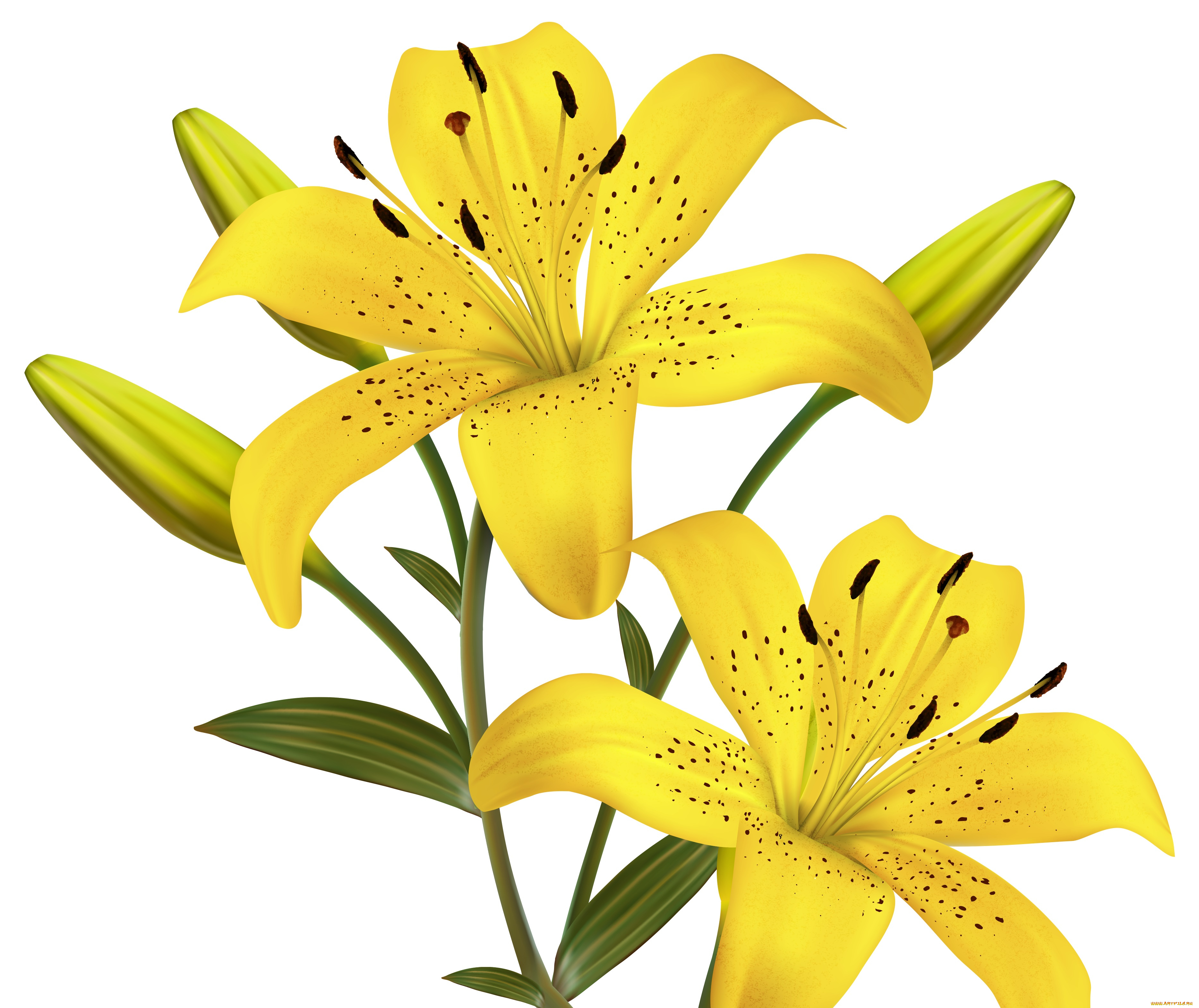 векторная, графика, цветы, , flowers, лепестки, фон, цветы