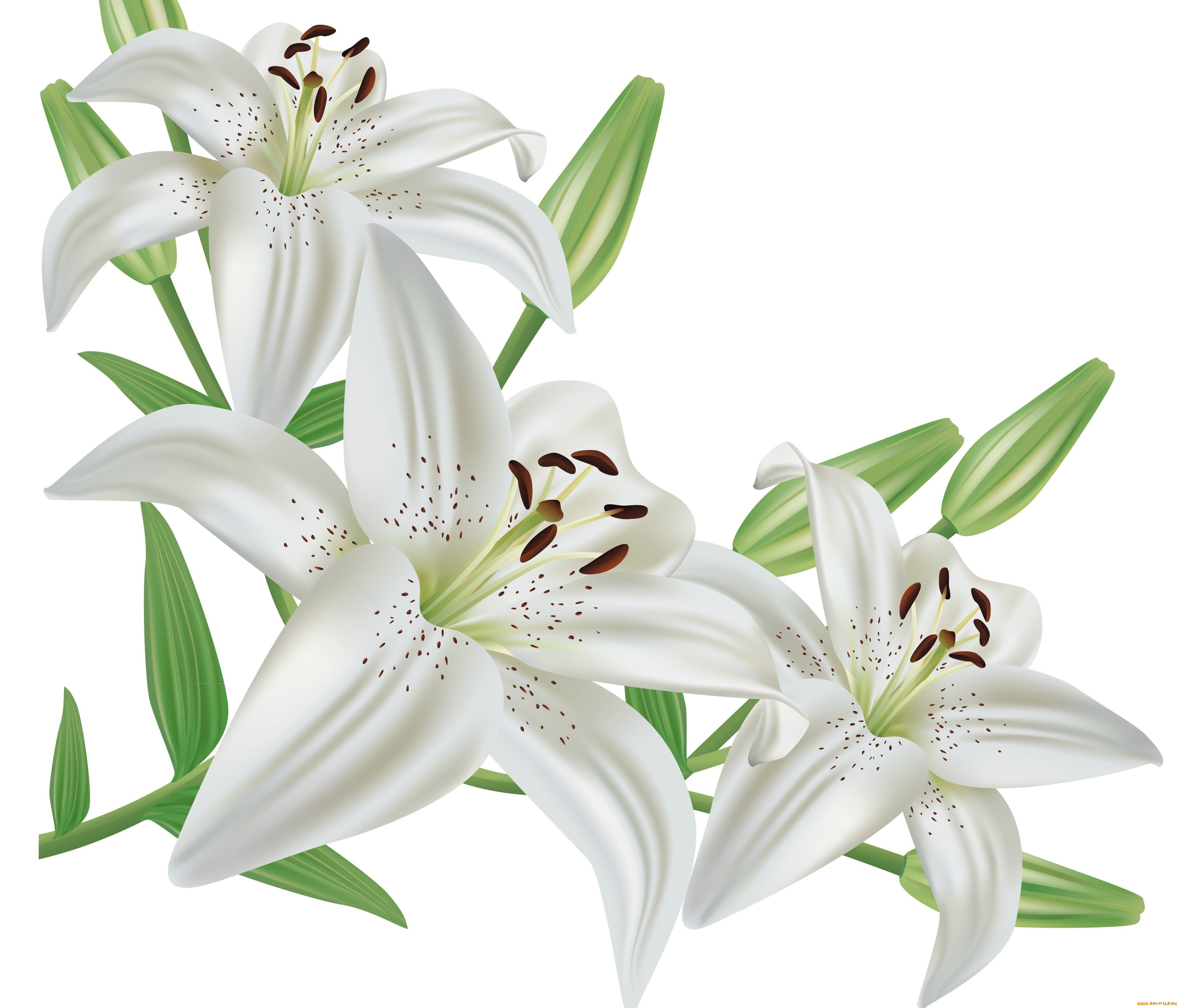 векторная, графика, цветы, , flowers, лепестки, фон, цветы