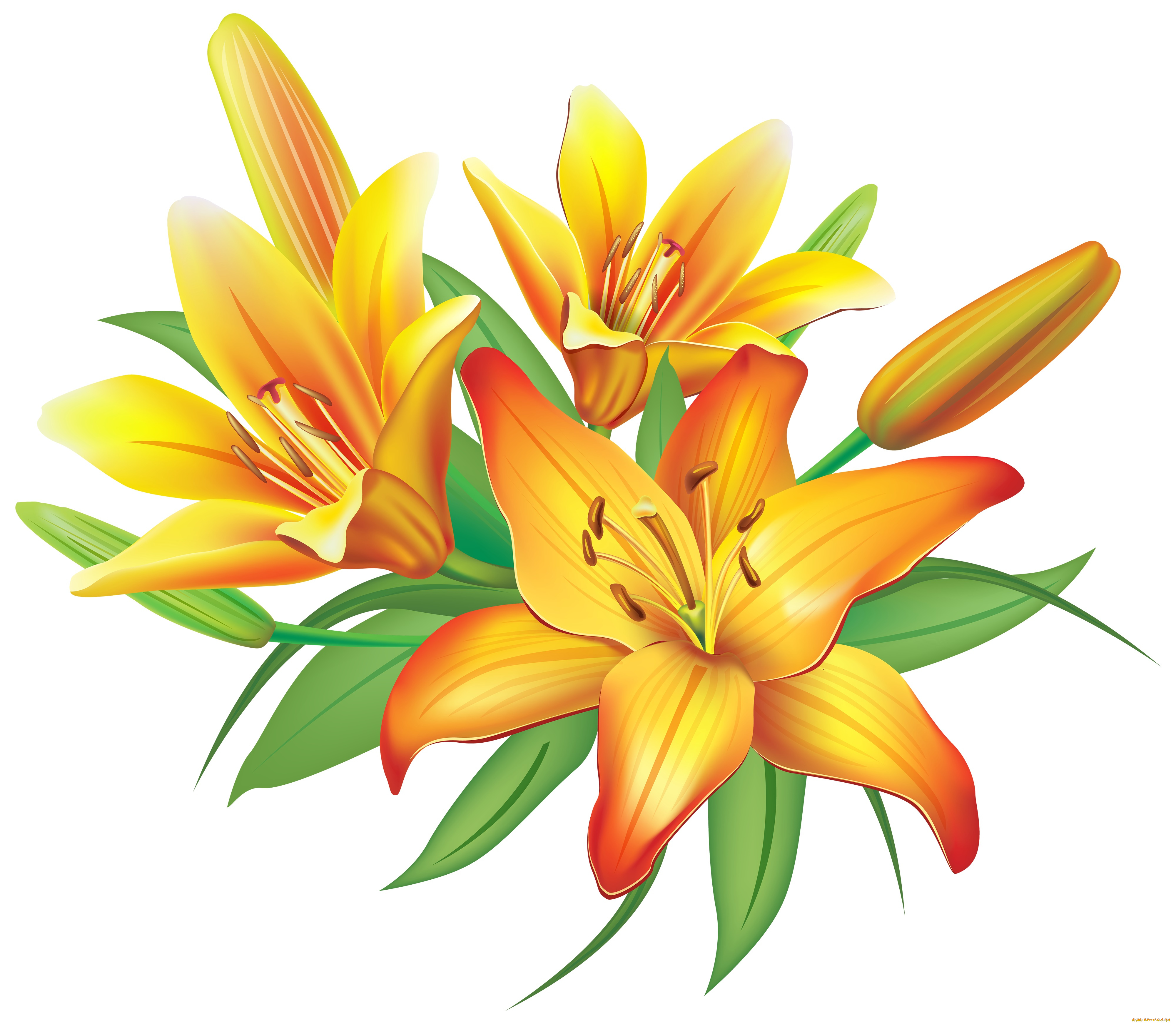 векторная, графика, цветы, , flowers, цветы, фон, лепестки