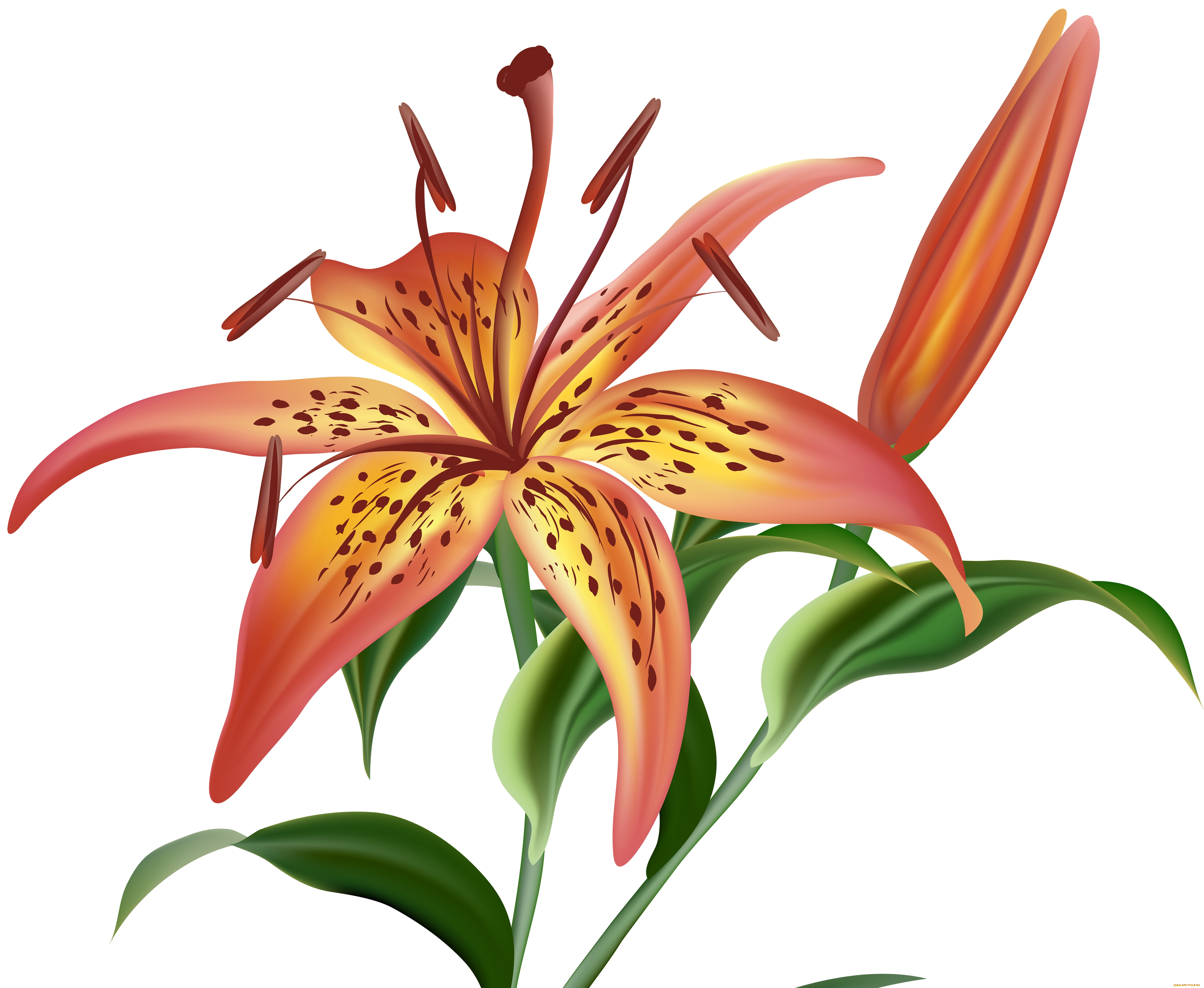 векторная, графика, цветы, , flowers, цветы, фон, лепестки