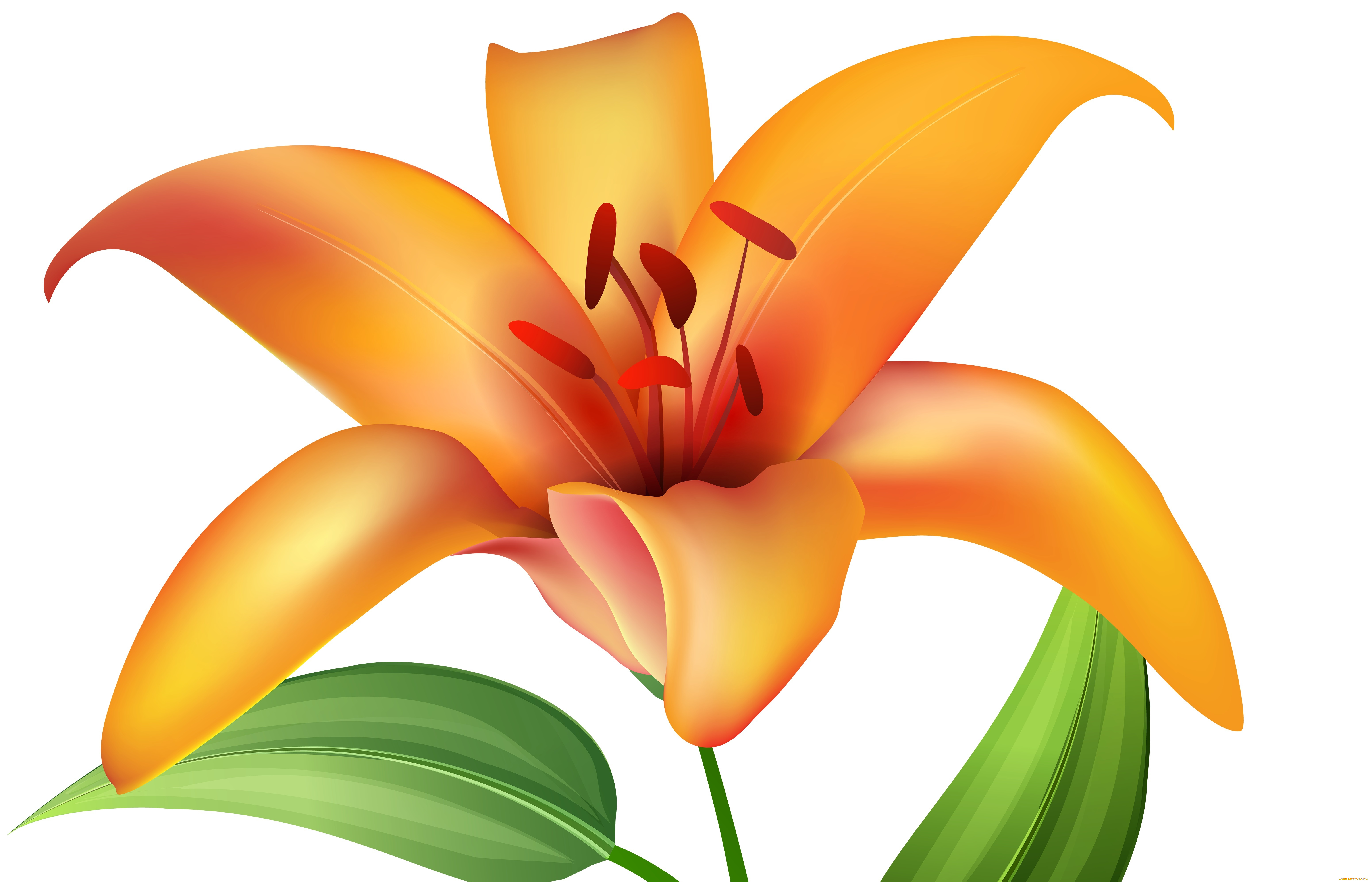 векторная, графика, цветы, , flowers, цветы, фон, лепестки