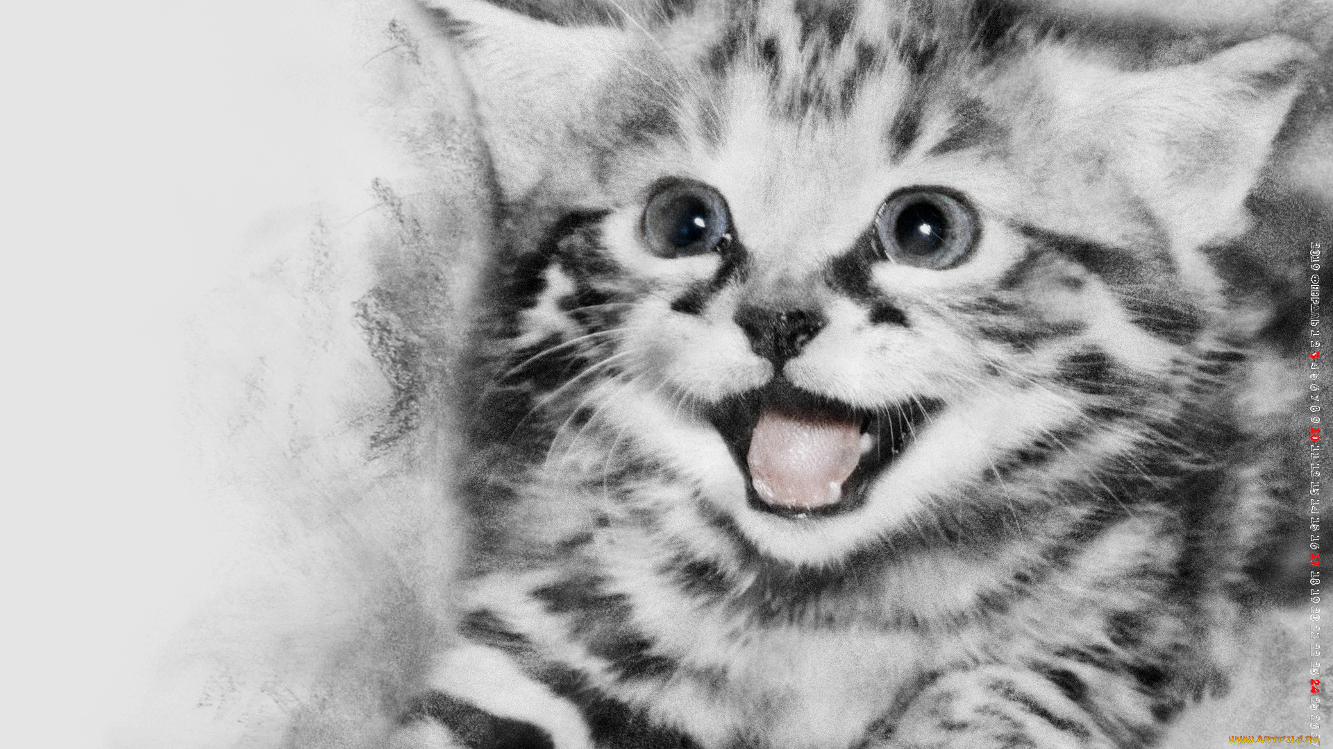 календари, компьютерный, дизайн, кошка