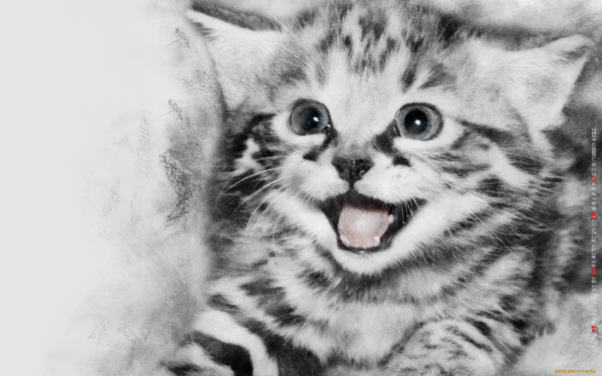 календари, компьютерный, дизайн, кошка