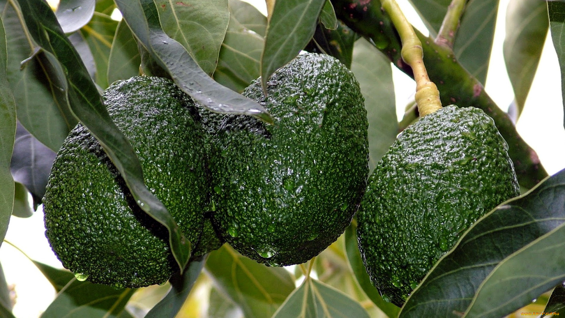 природа, плоды, авокадо