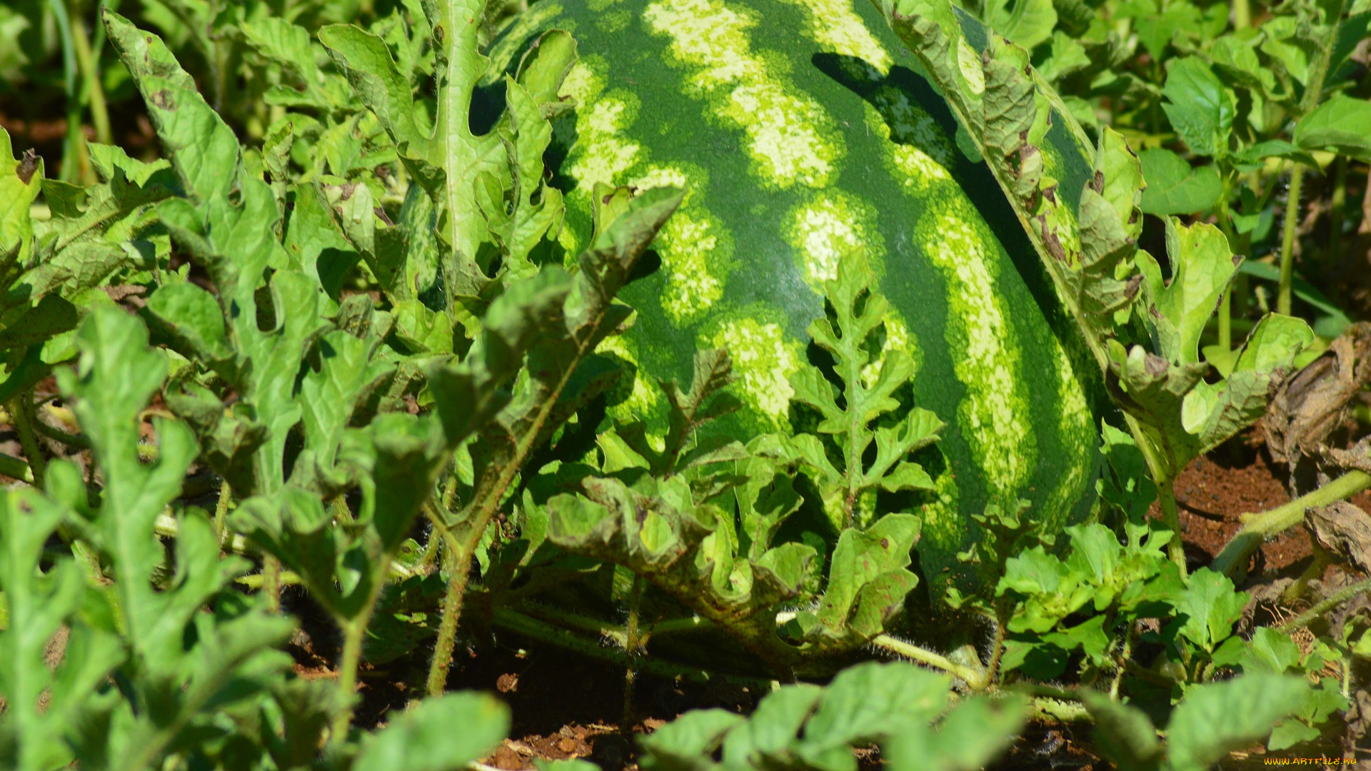 природа, ягоды, арбуз