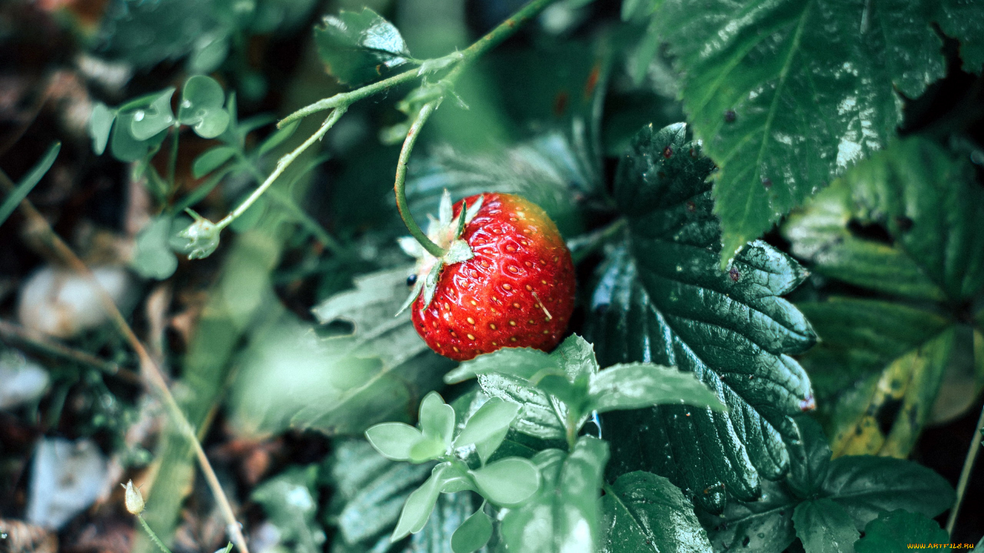 природа, ягоды, клубника