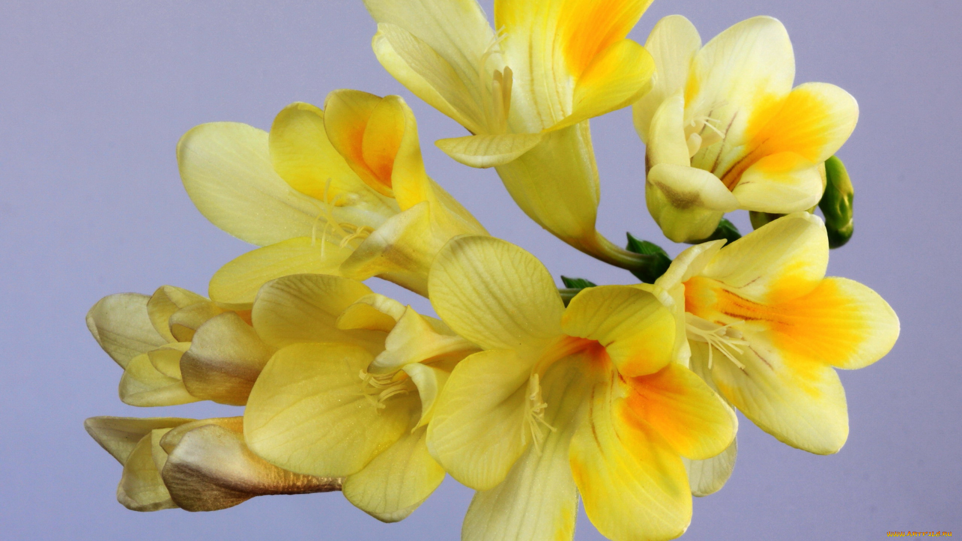 цветы, фрезия, макро