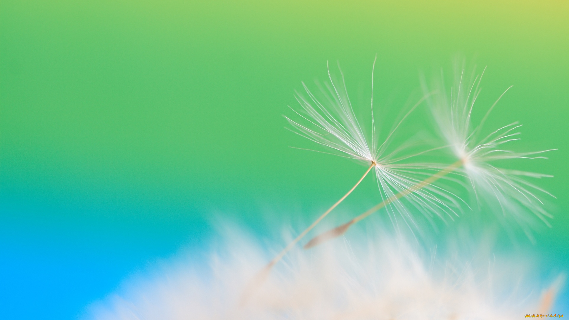 цветы, одуванчики, одуванчик, макро