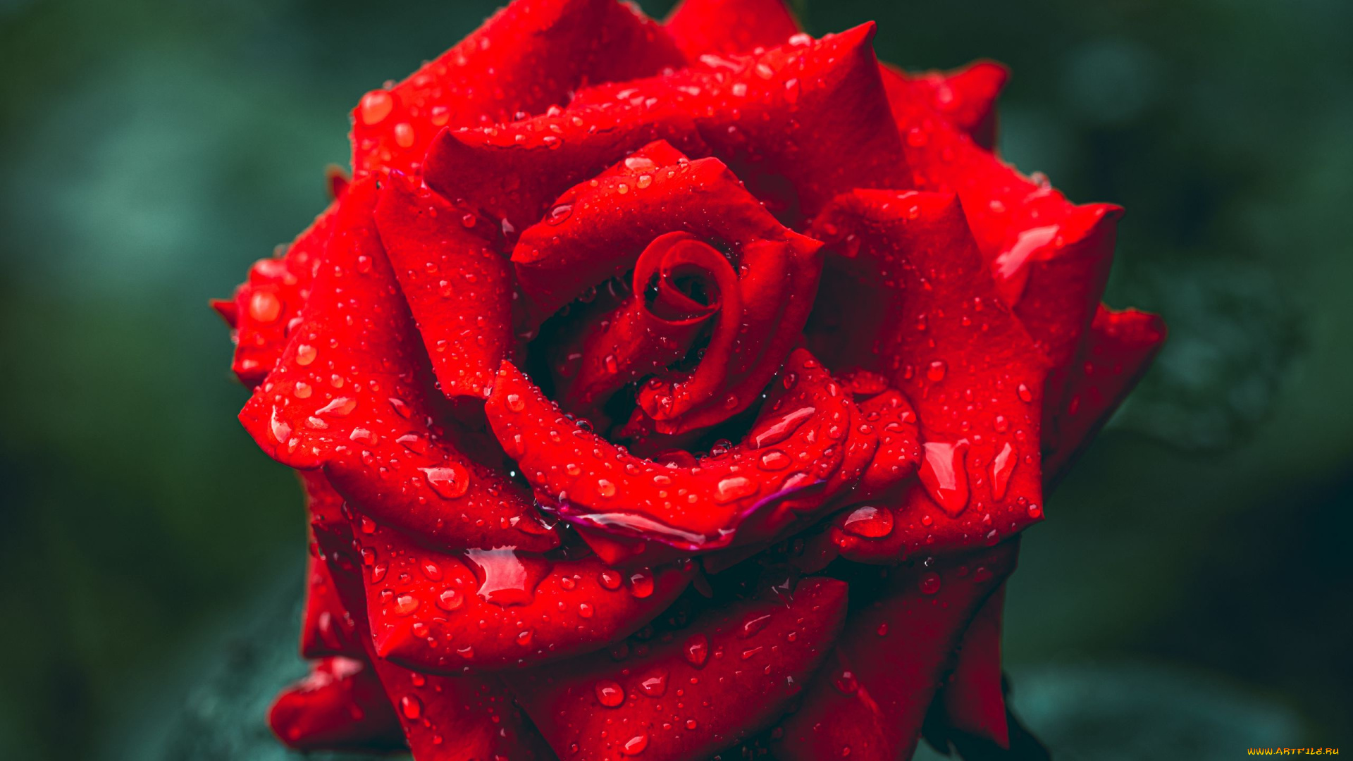 цветы, розы, алая, роза, капли, макро