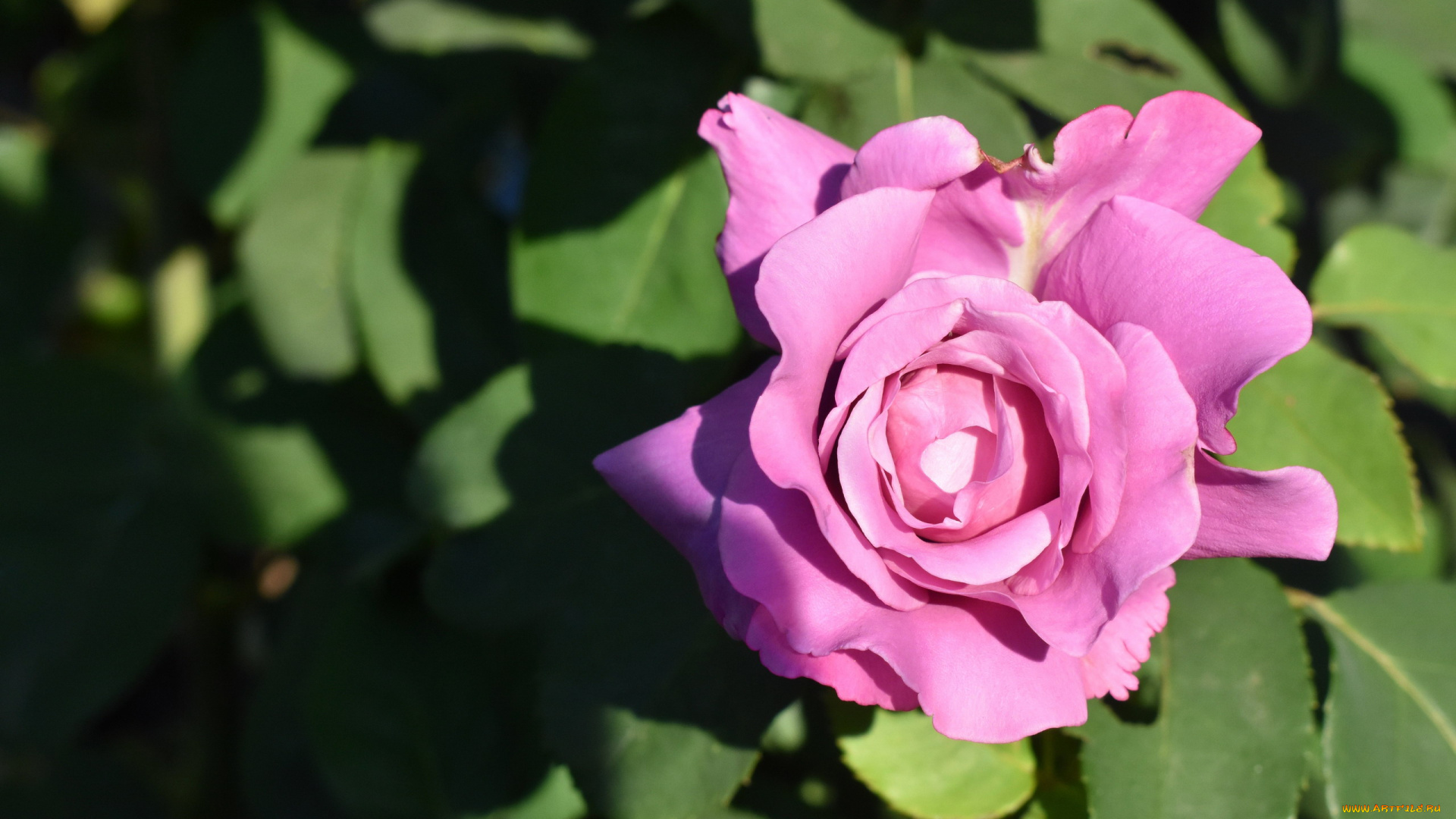 цветы, розы, макро