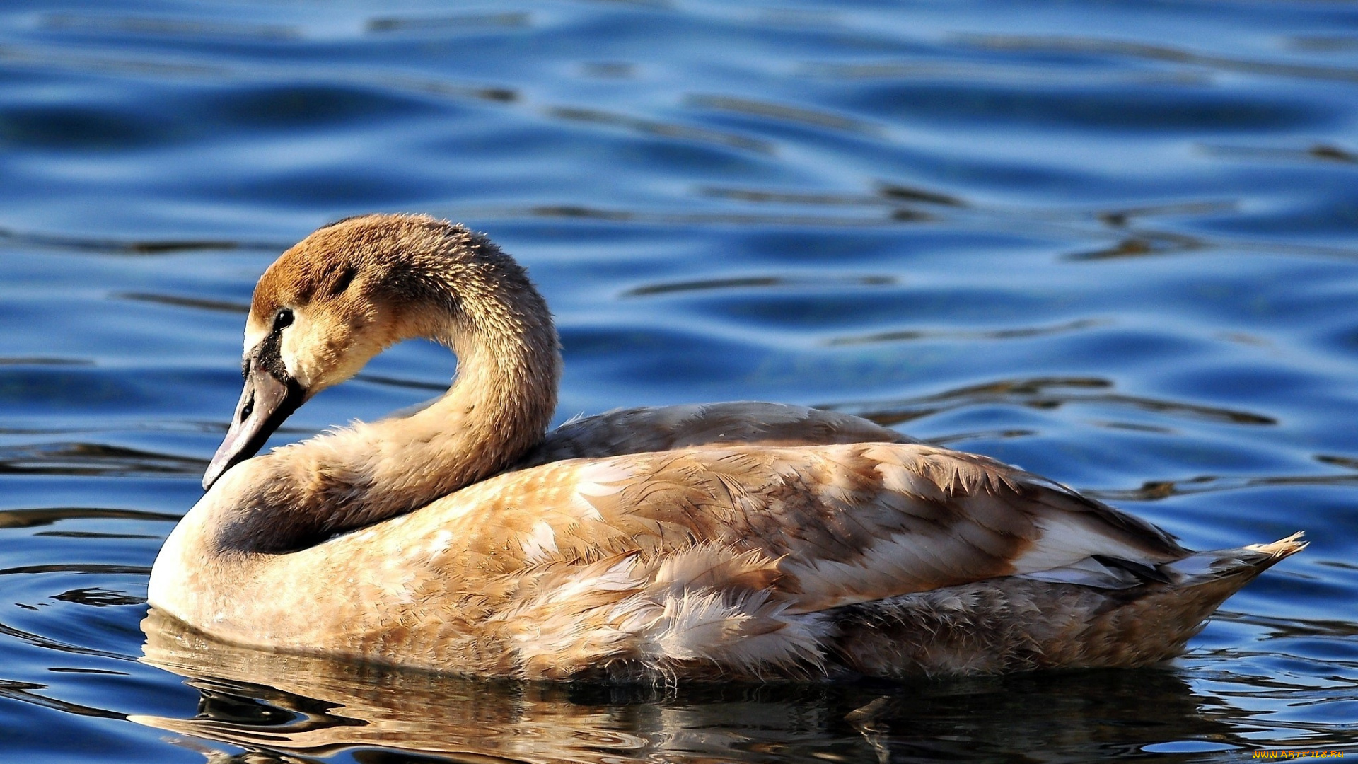 животные, лебеди, лебедь, озеро