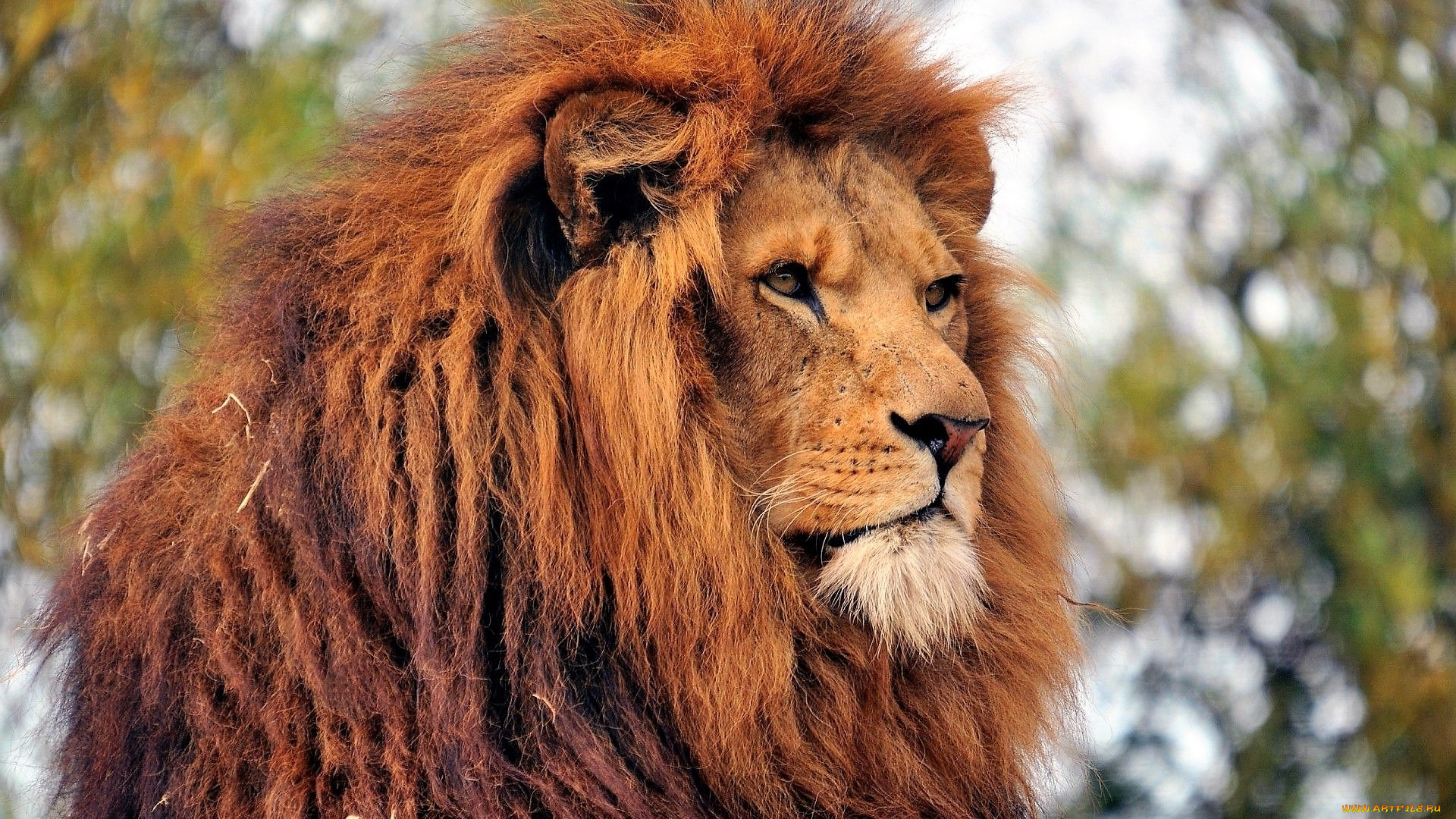 животные, львы, лев, голова, грива