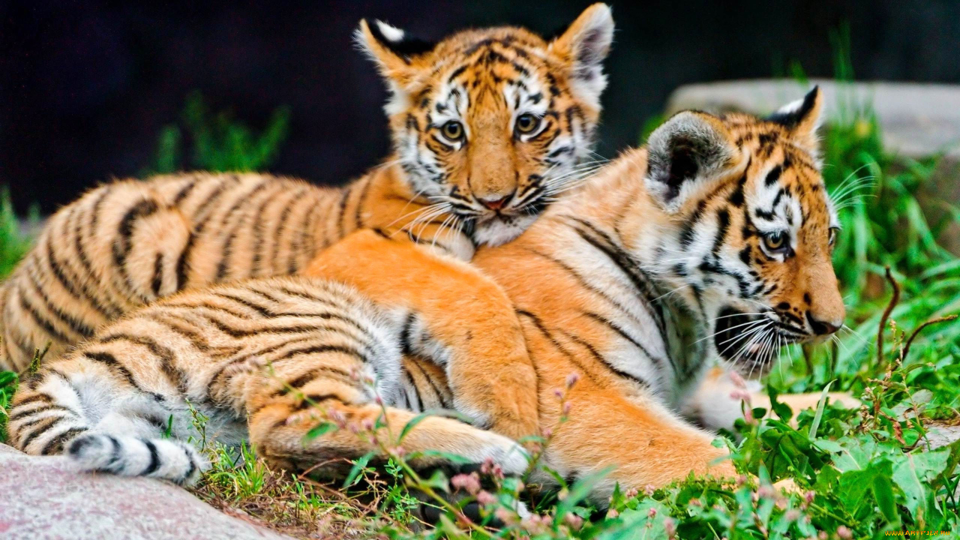 животные, тигры, тигрята