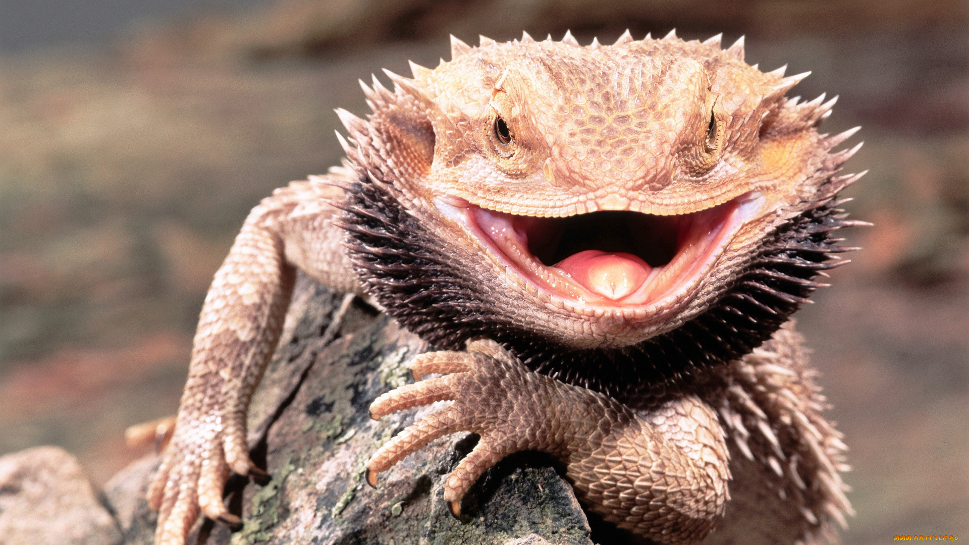 животные, ящерицы, , игуаны, , вараны, ящерица, камень