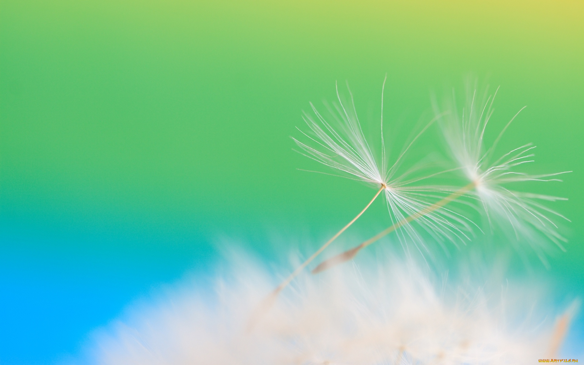 цветы, одуванчики, одуванчик, макро