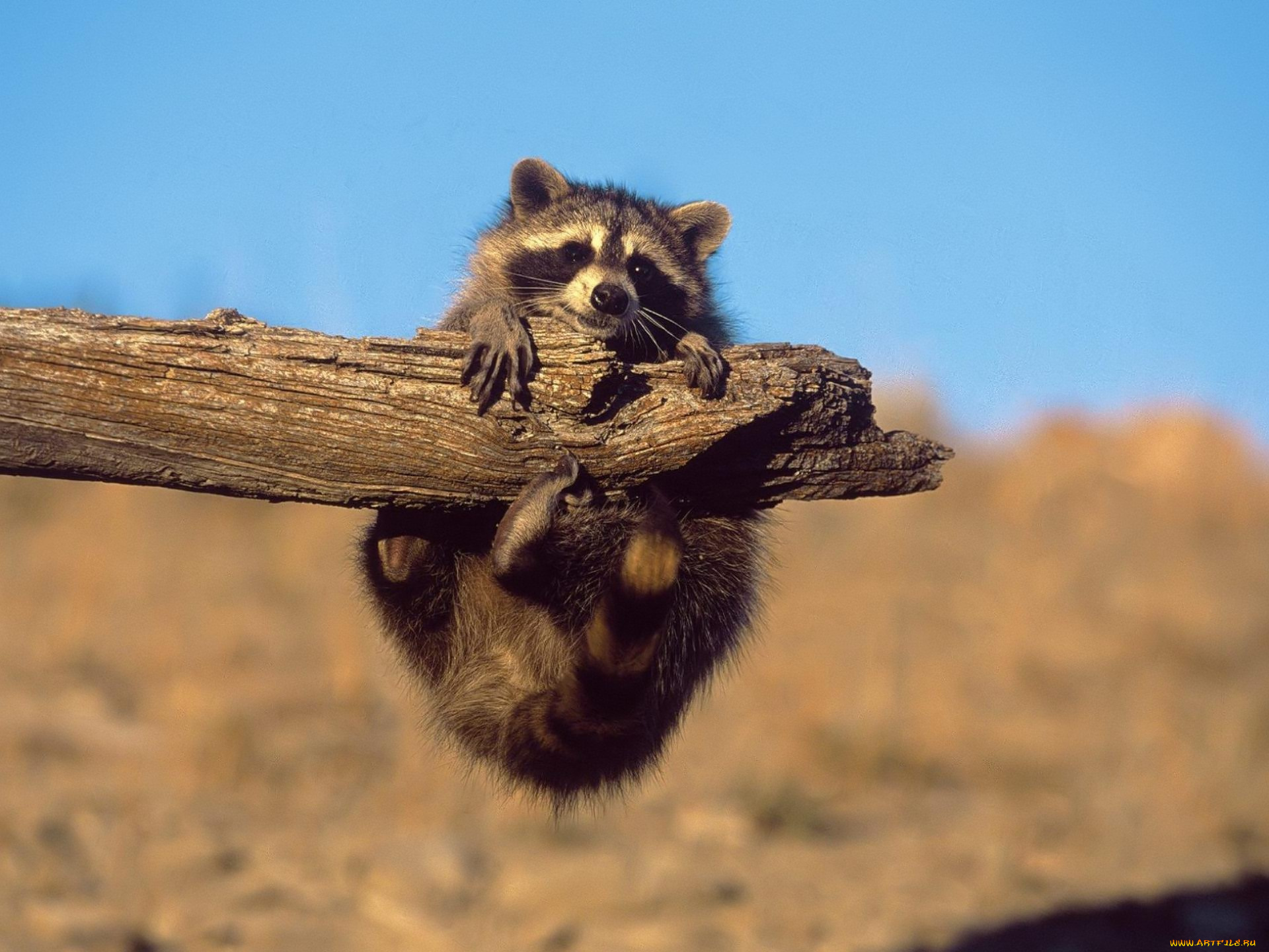 животные, еноты, енот, сук