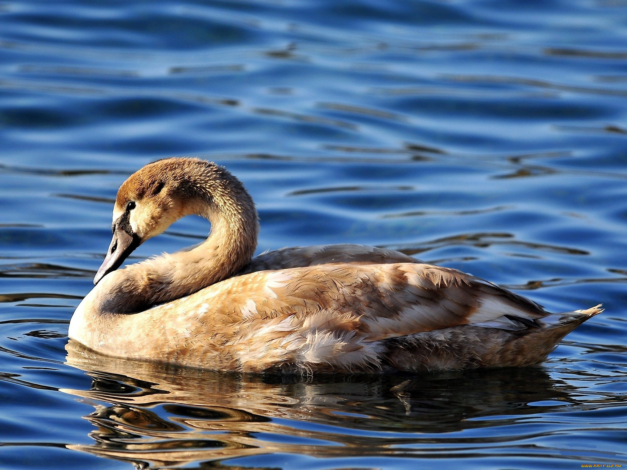животные, лебеди, лебедь, озеро