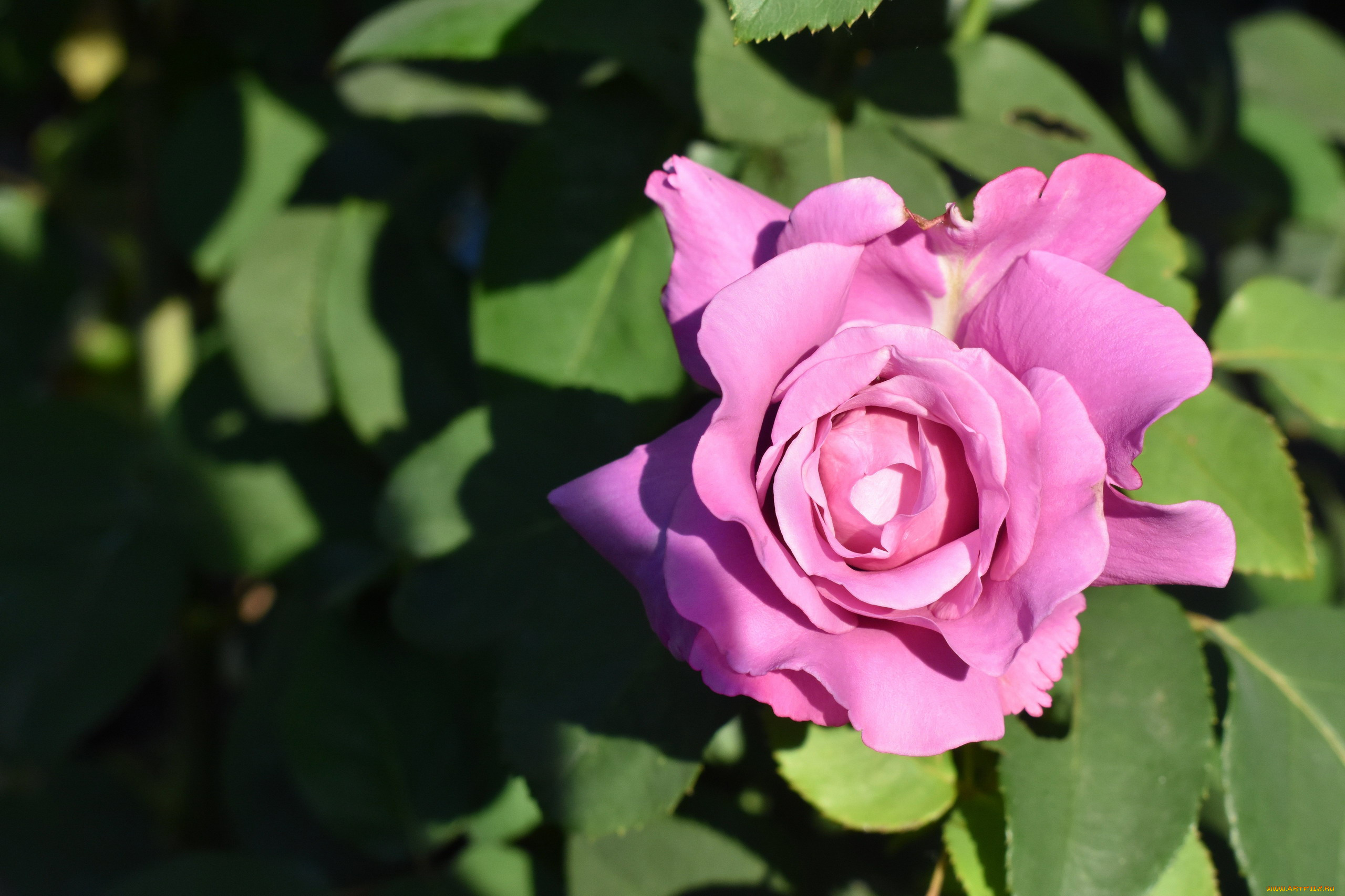 цветы, розы, макро