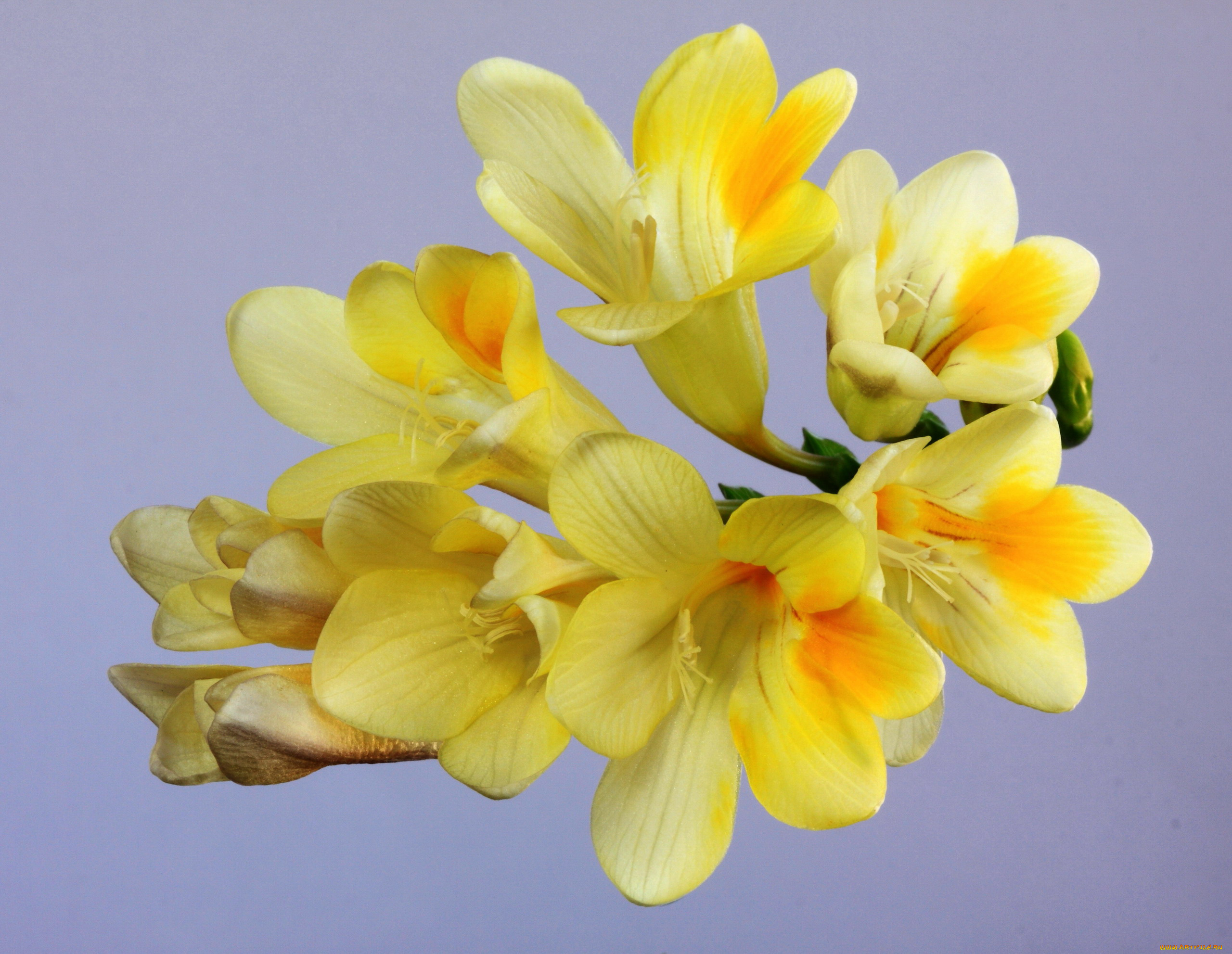 цветы, фрезия, макро