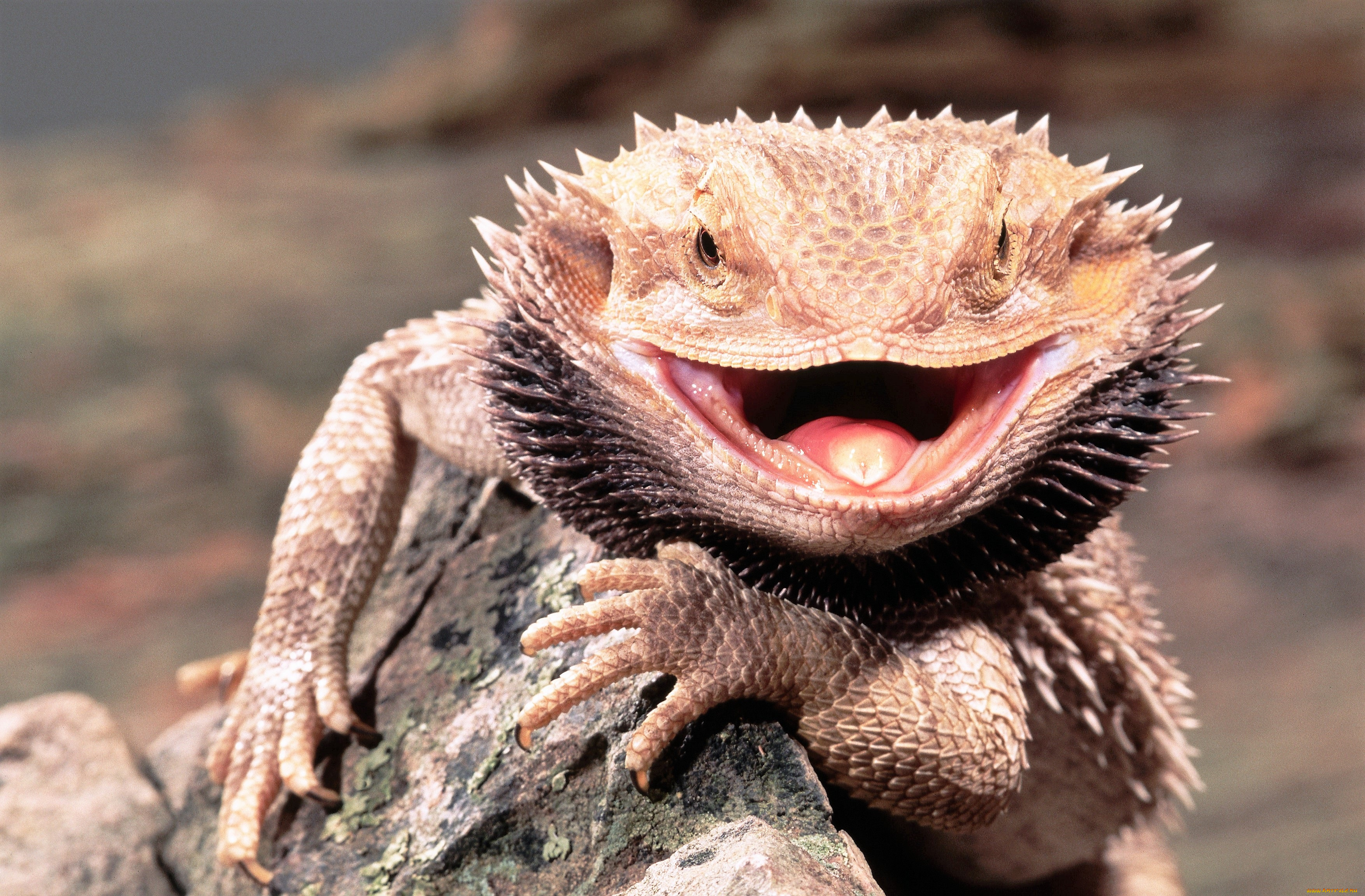 животные, ящерицы, , игуаны, , вараны, ящерица, камень