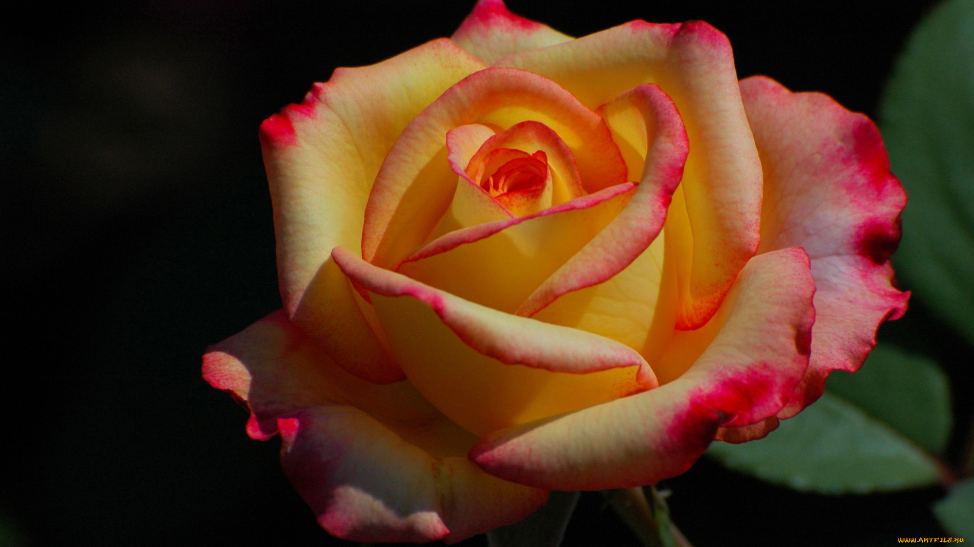 цветы, розы, двухцветная, роза, макро