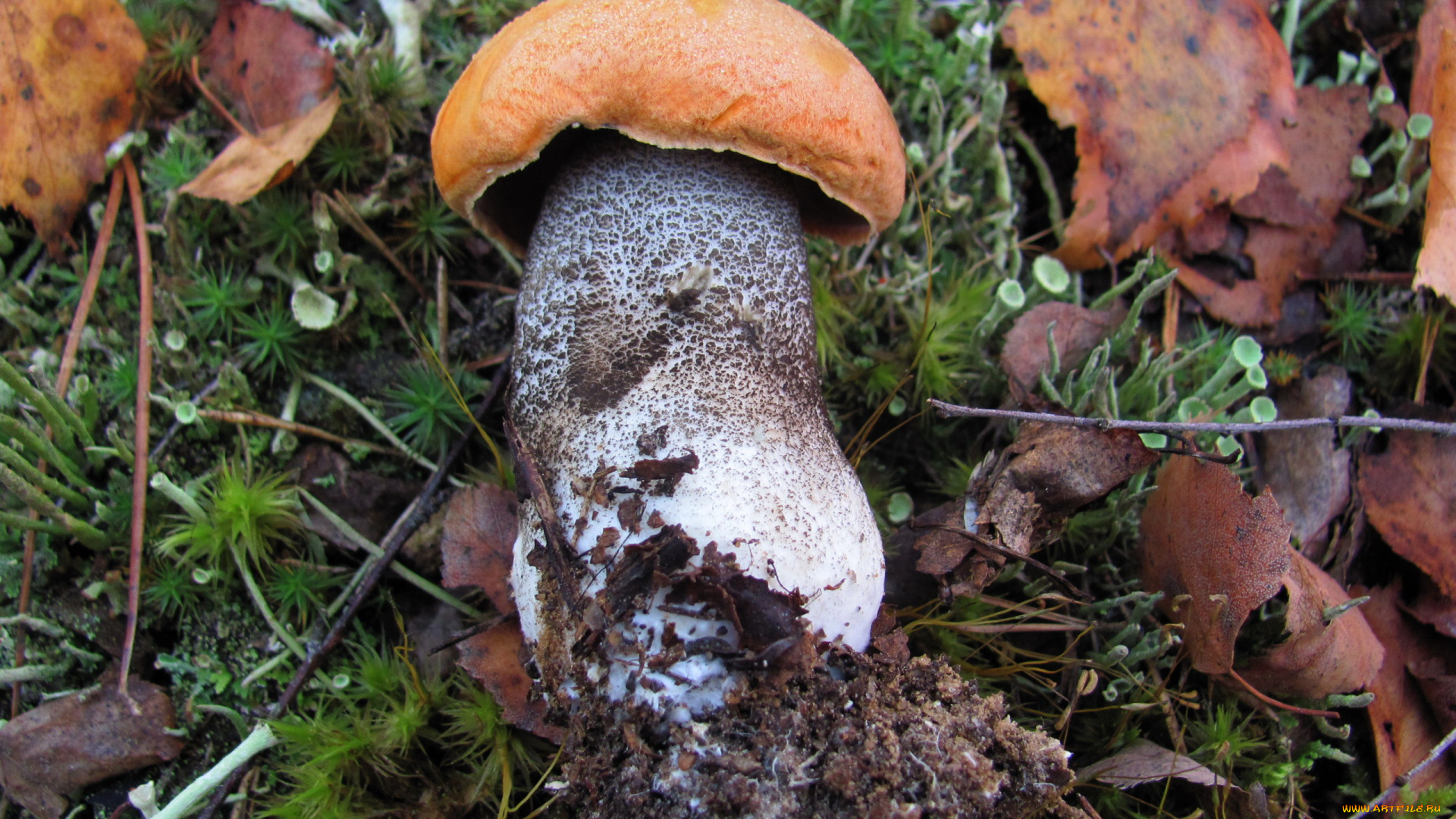 еда, грибы, , грибные, блюда, подосиновик