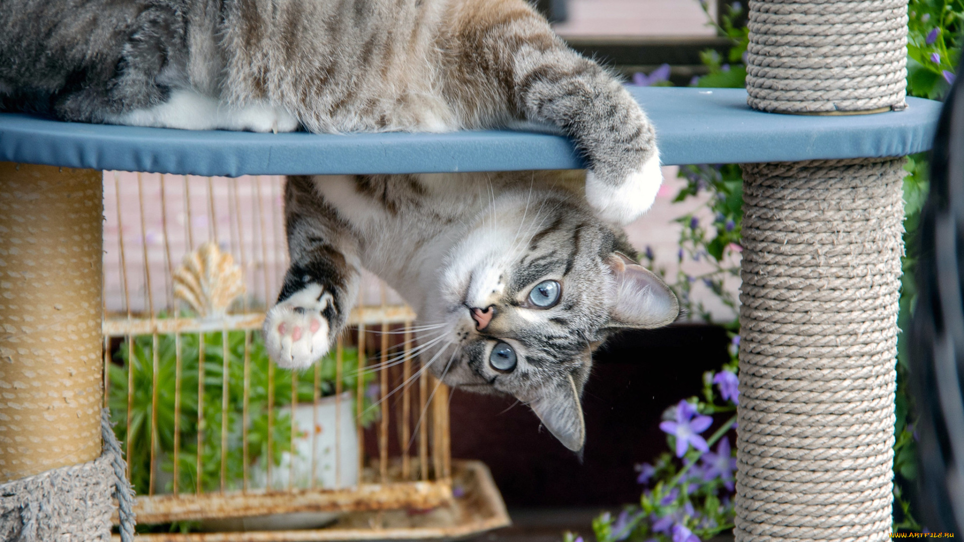 кино, фильмы, till, the, end, of, the, moon, светлый, пепел, луны, ли, сусу, е, сеу