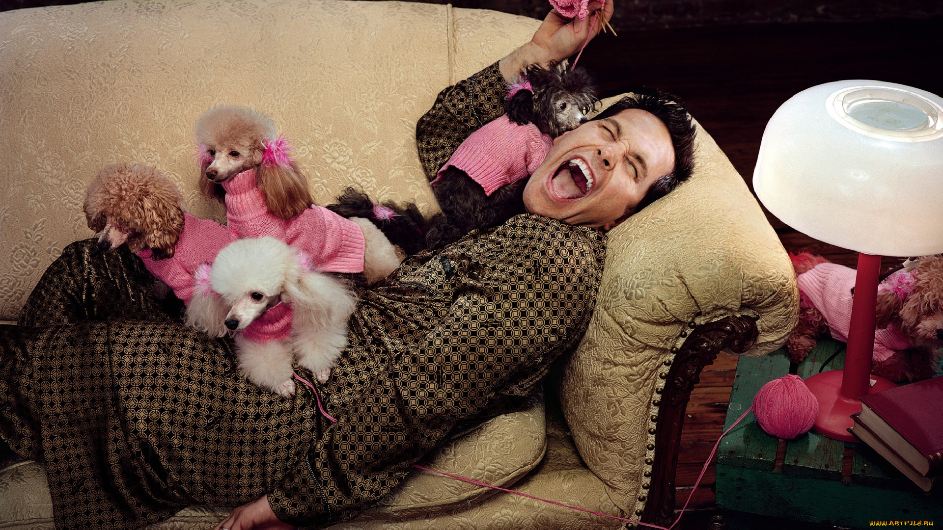 мужчины, jim, carrey, актер, диван, пудели, собаки