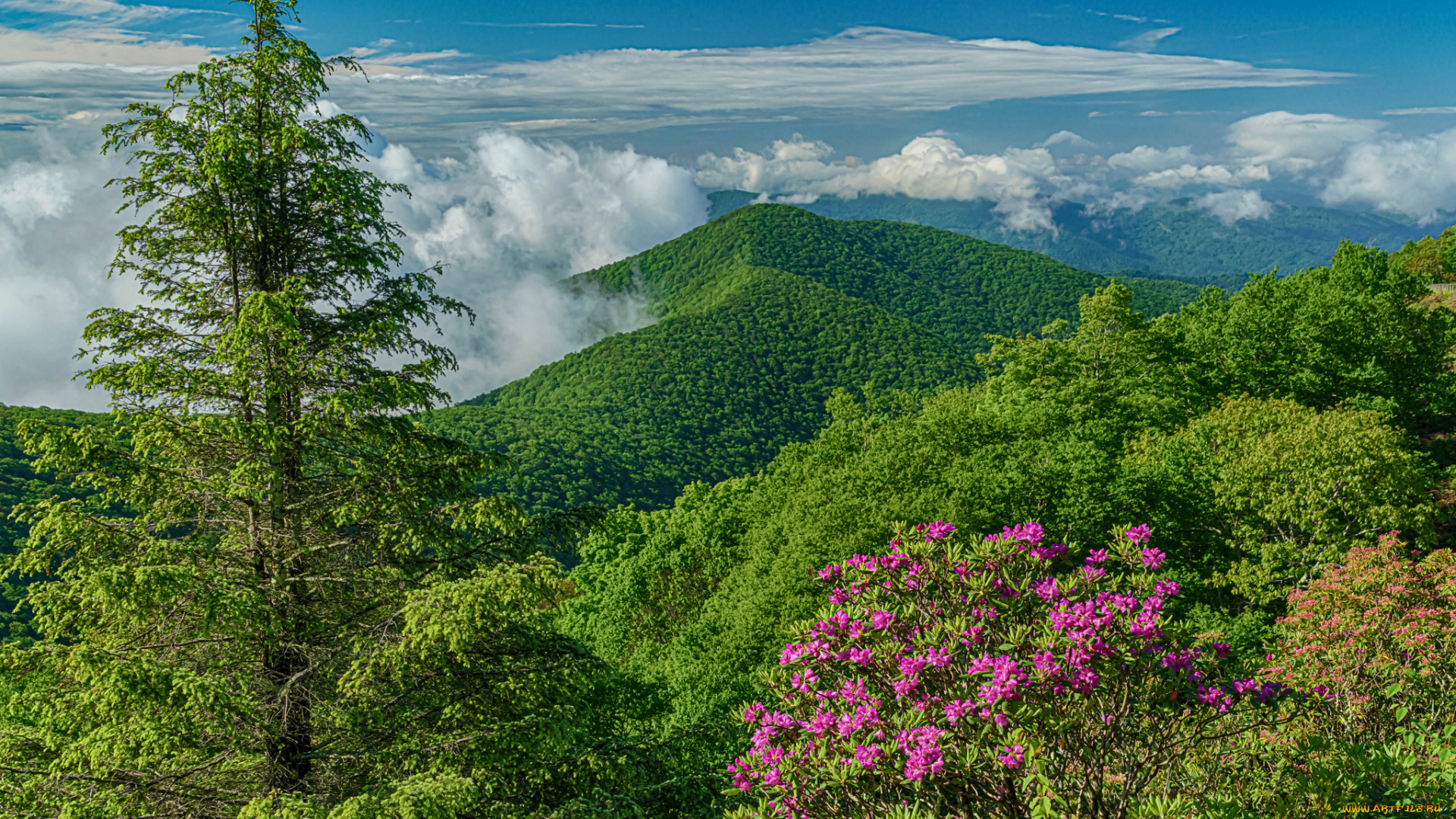 природа, горы, лето