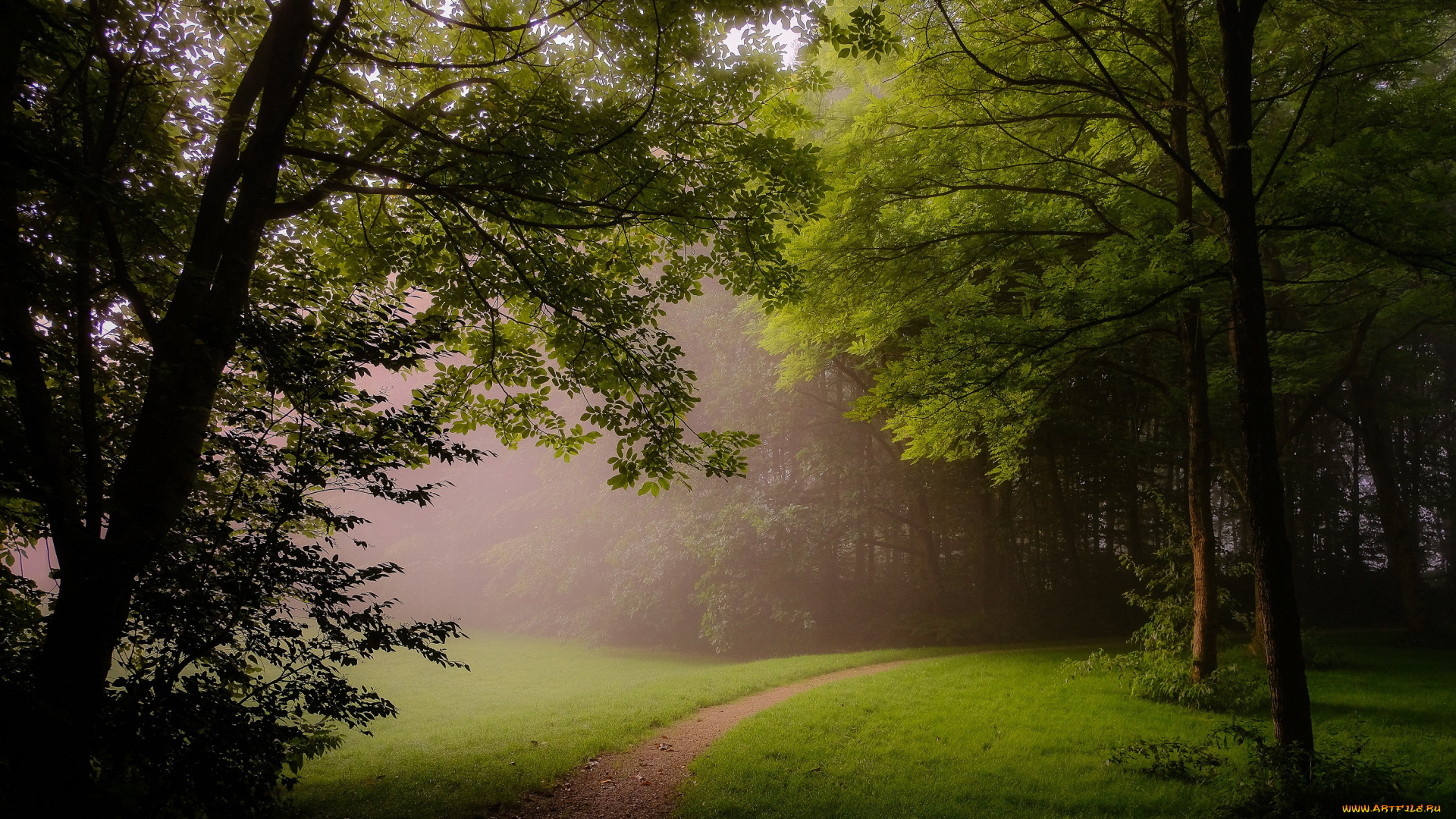 природа, лес, деревья, парк, поляна