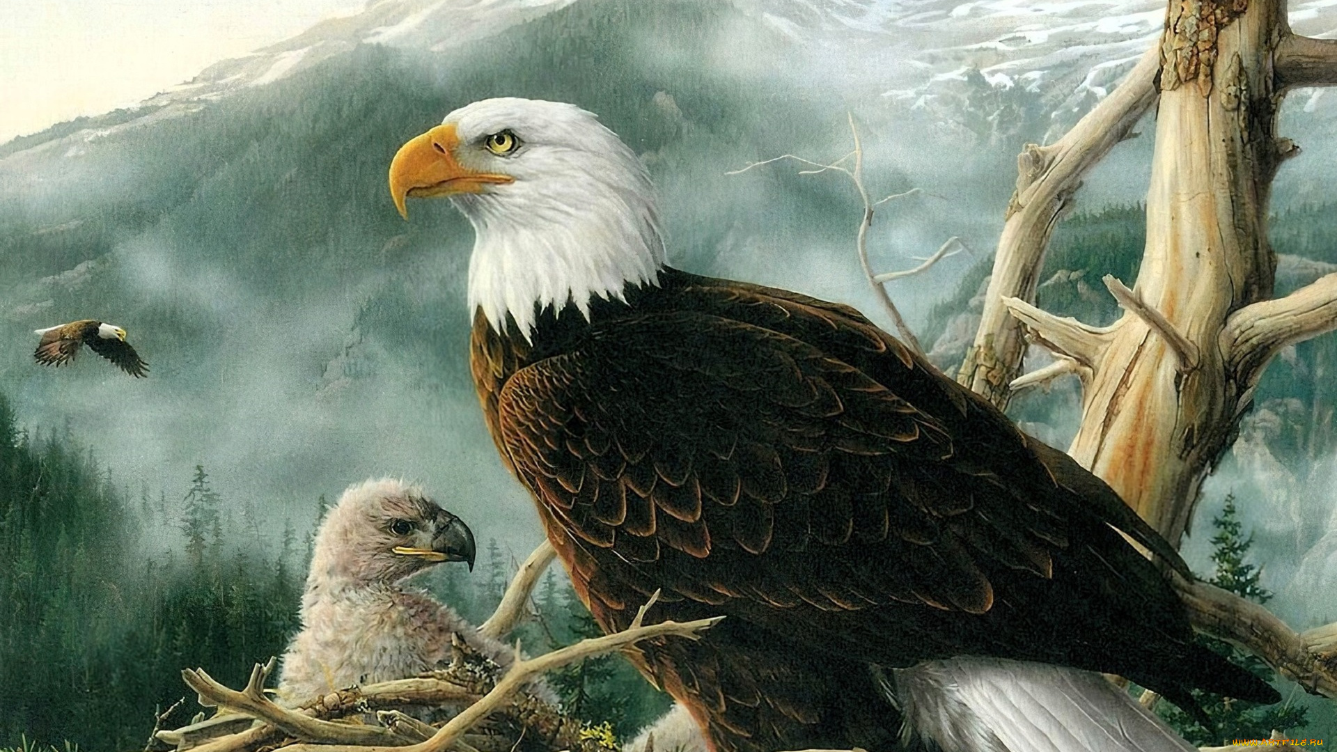 рисованное, животные, , птицы, , орлы, орлы, гнездо, горы
