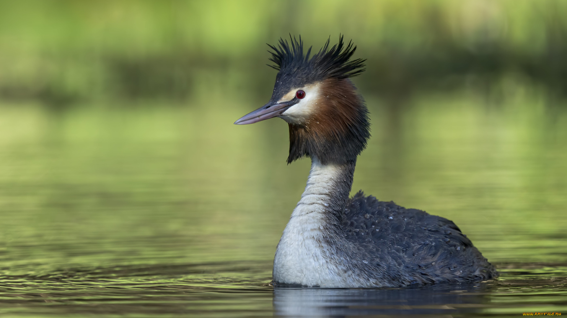 животные, чомги, , поганки, птица