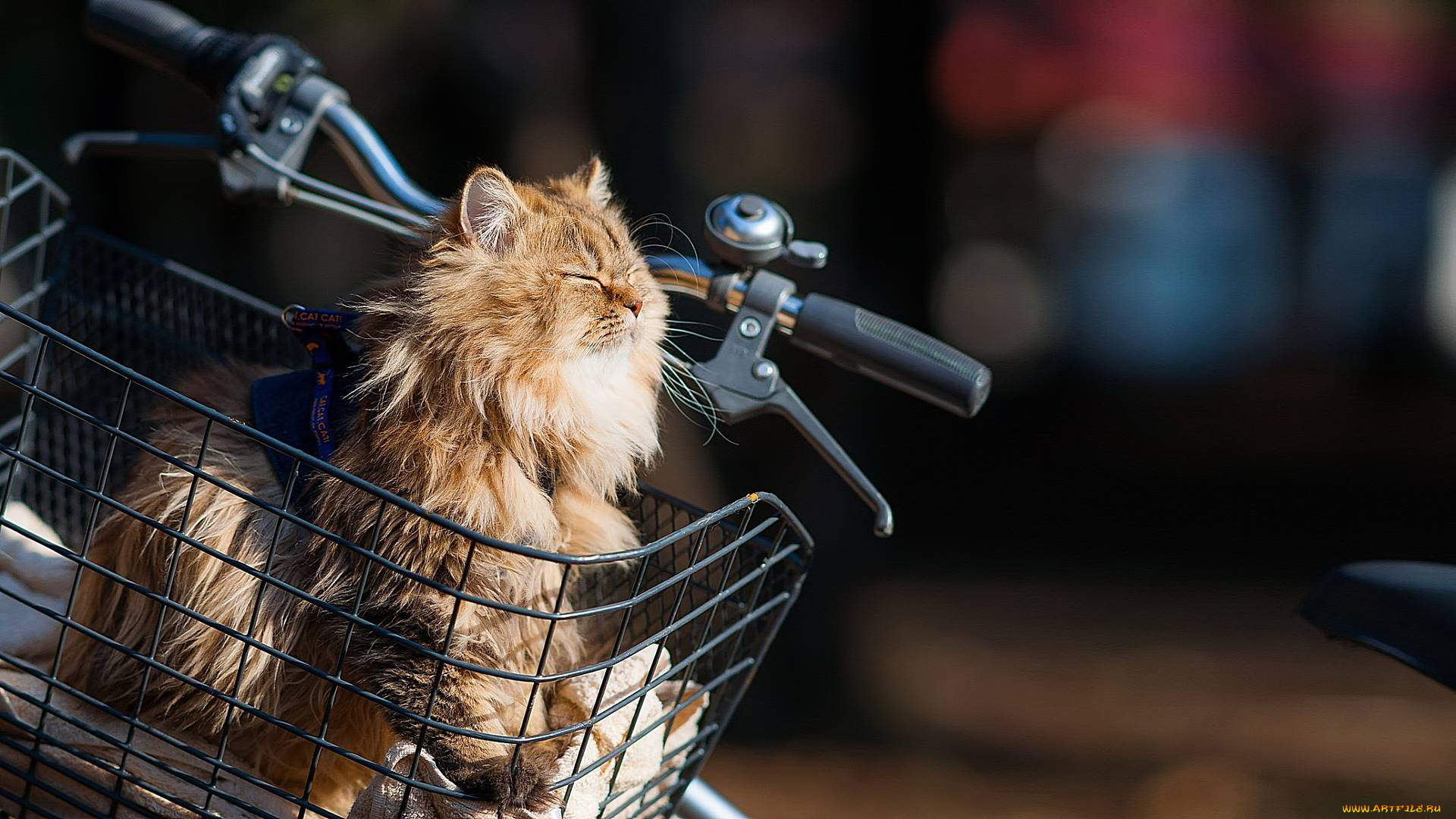 животные, коты, кот, кошка