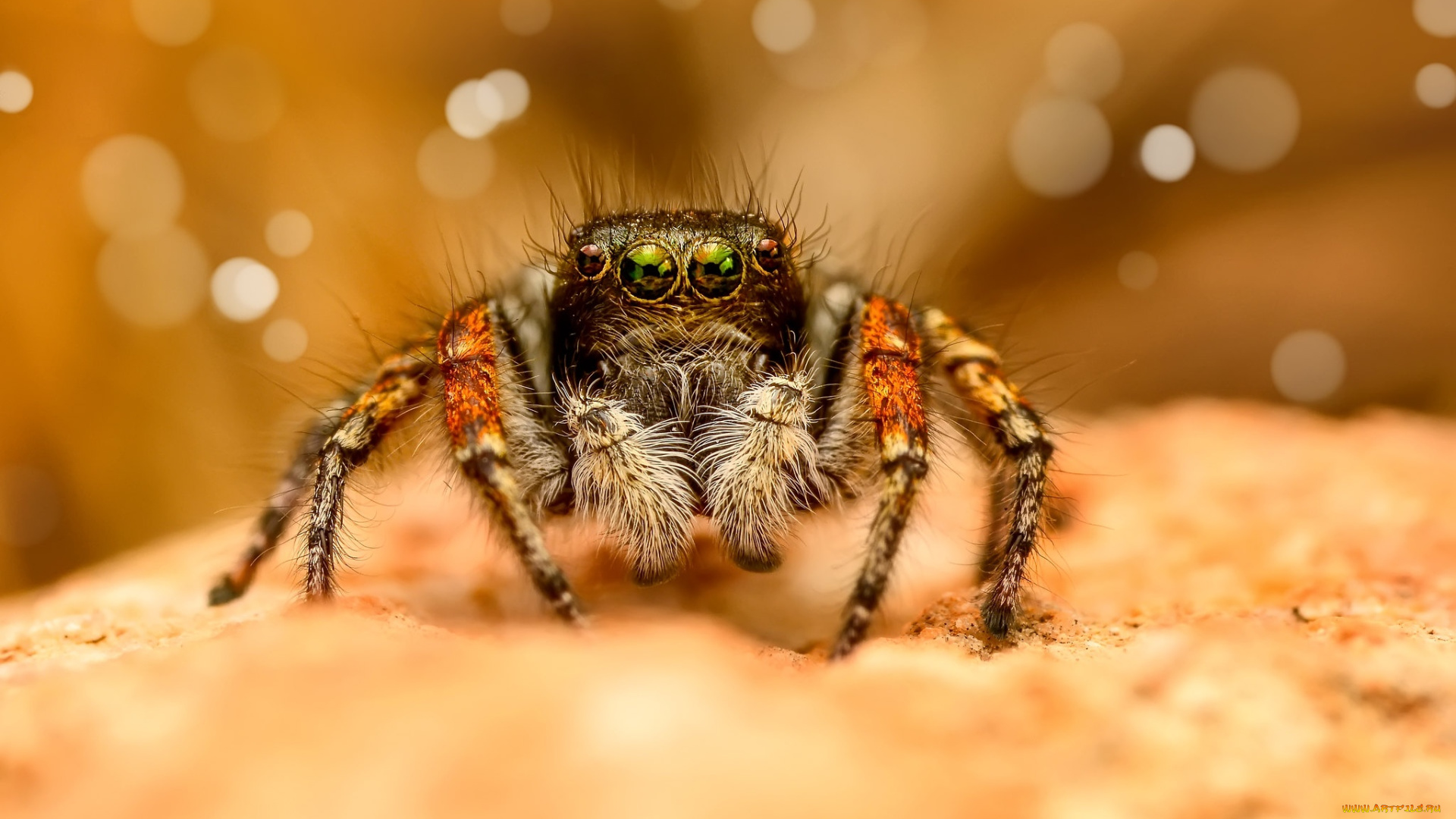 животные, пауки, взгляд, макро, паук, джампер, паучок, прыгающий, прыгунчик