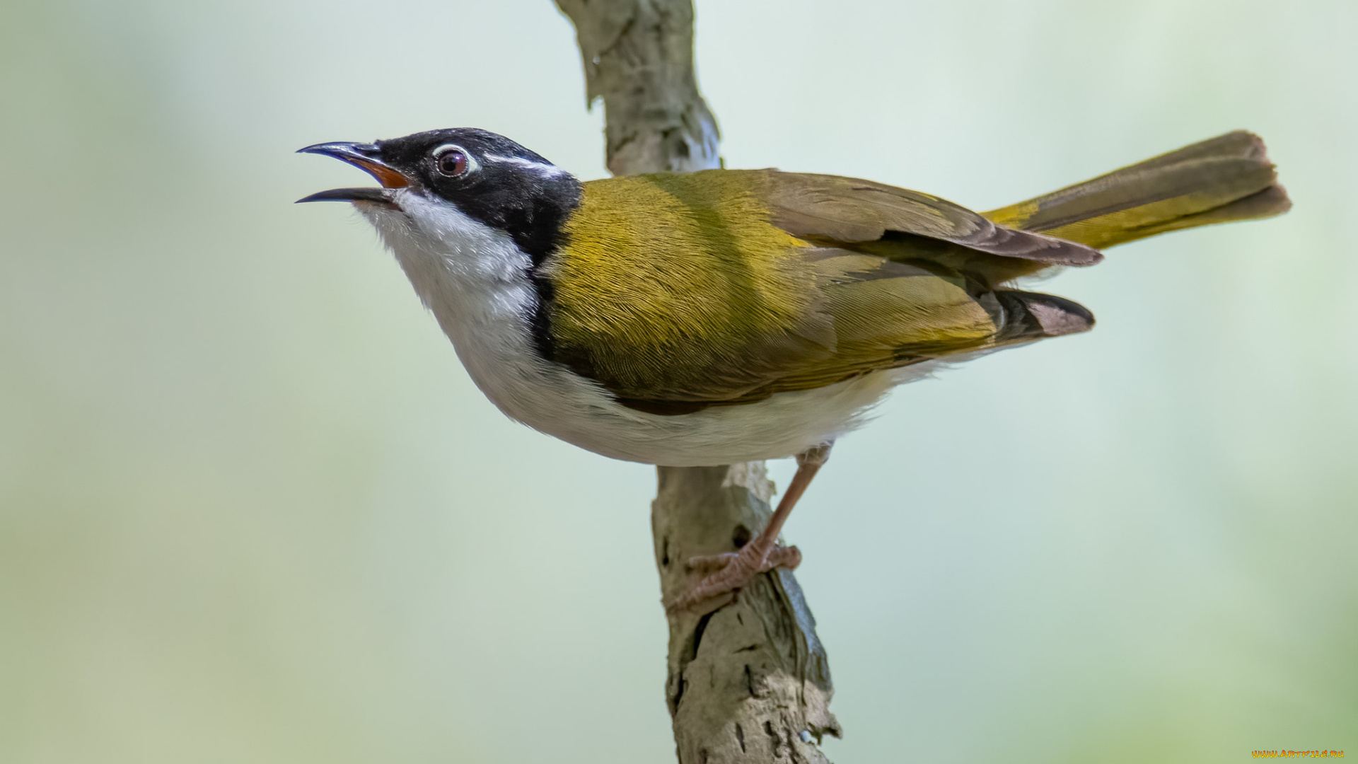 животные, птицы, птица