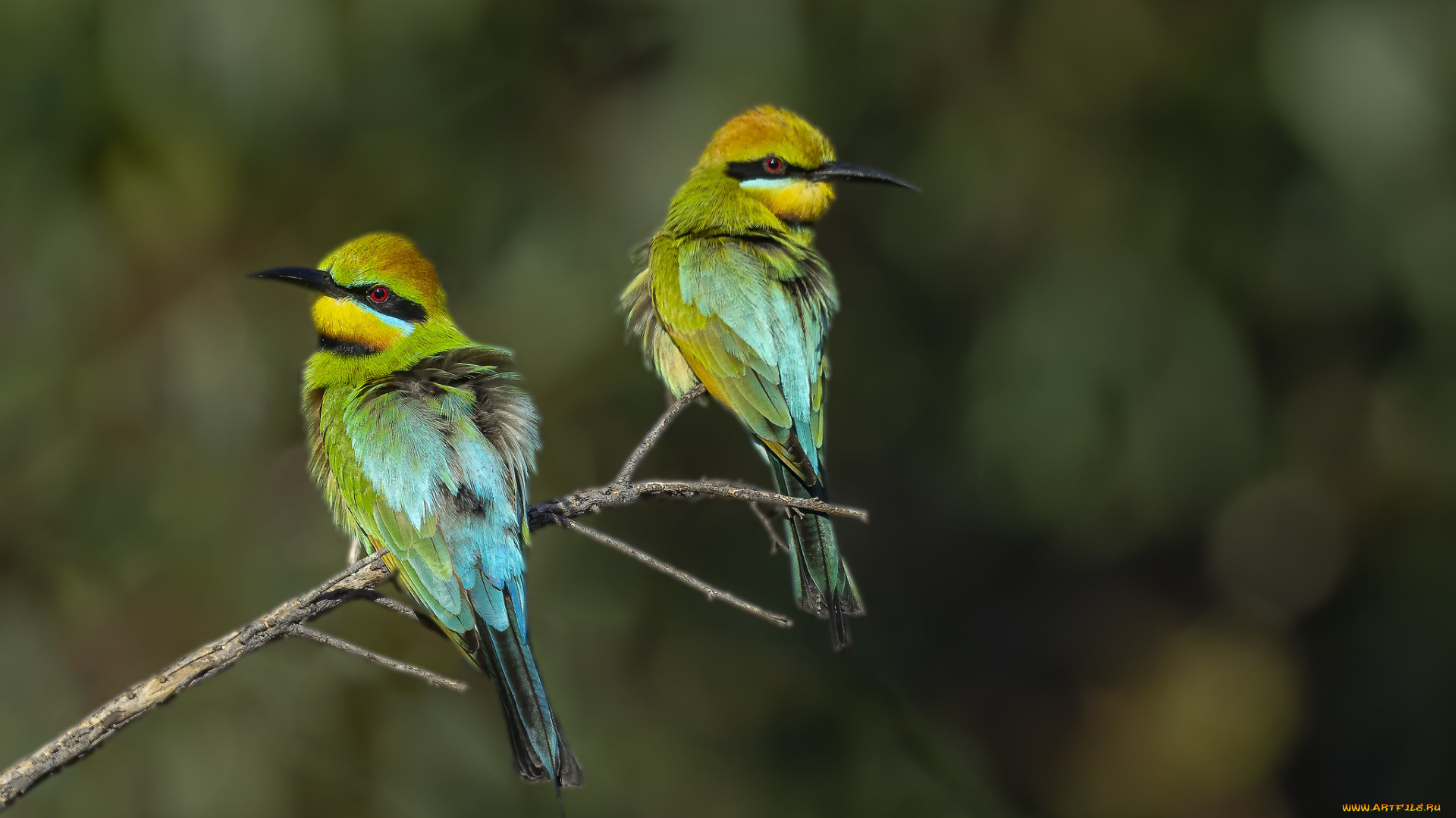 животные, щурки, , пчелоеды, птицы