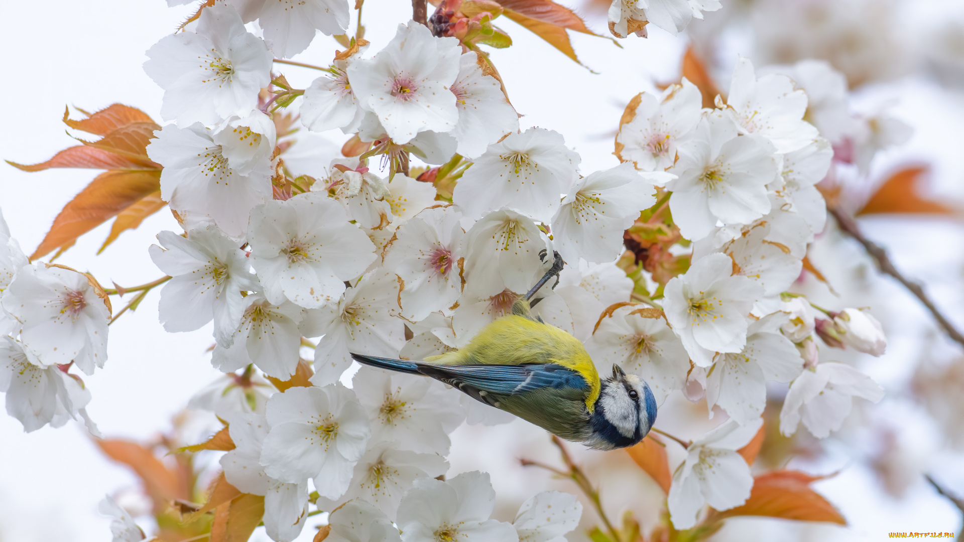 животные, синицы, , лазоревки, птица