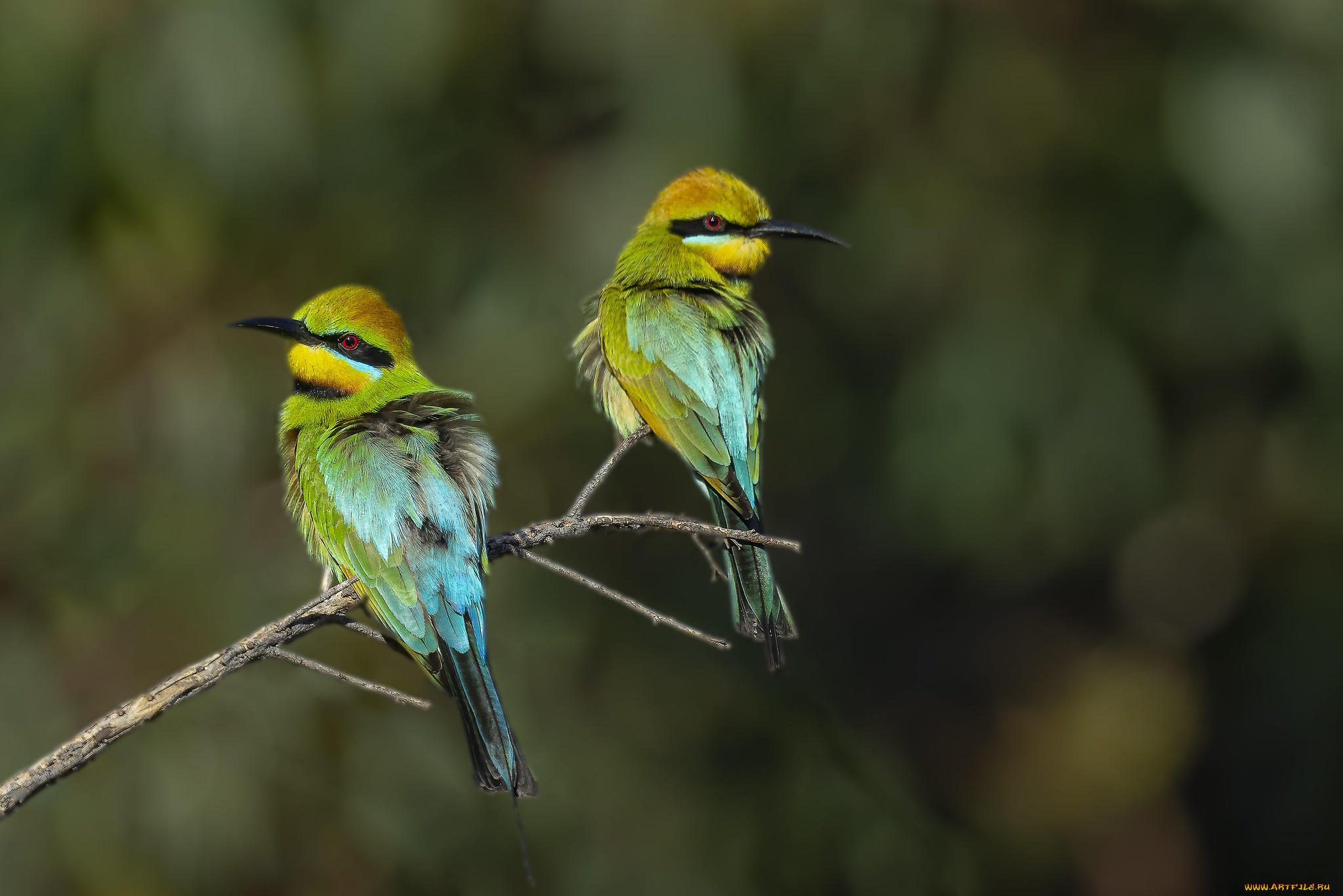 животные, щурки, , пчелоеды, птицы