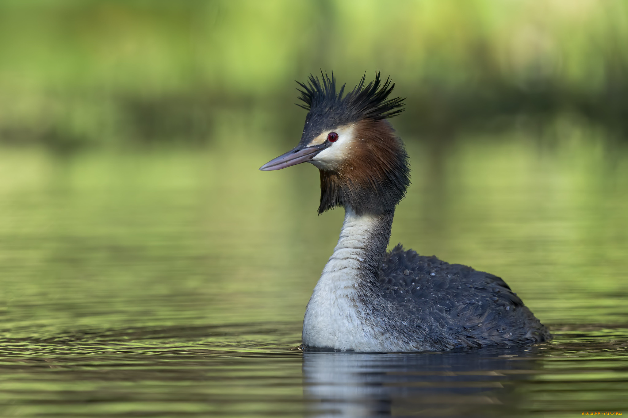 животные, чомги, , поганки, птица