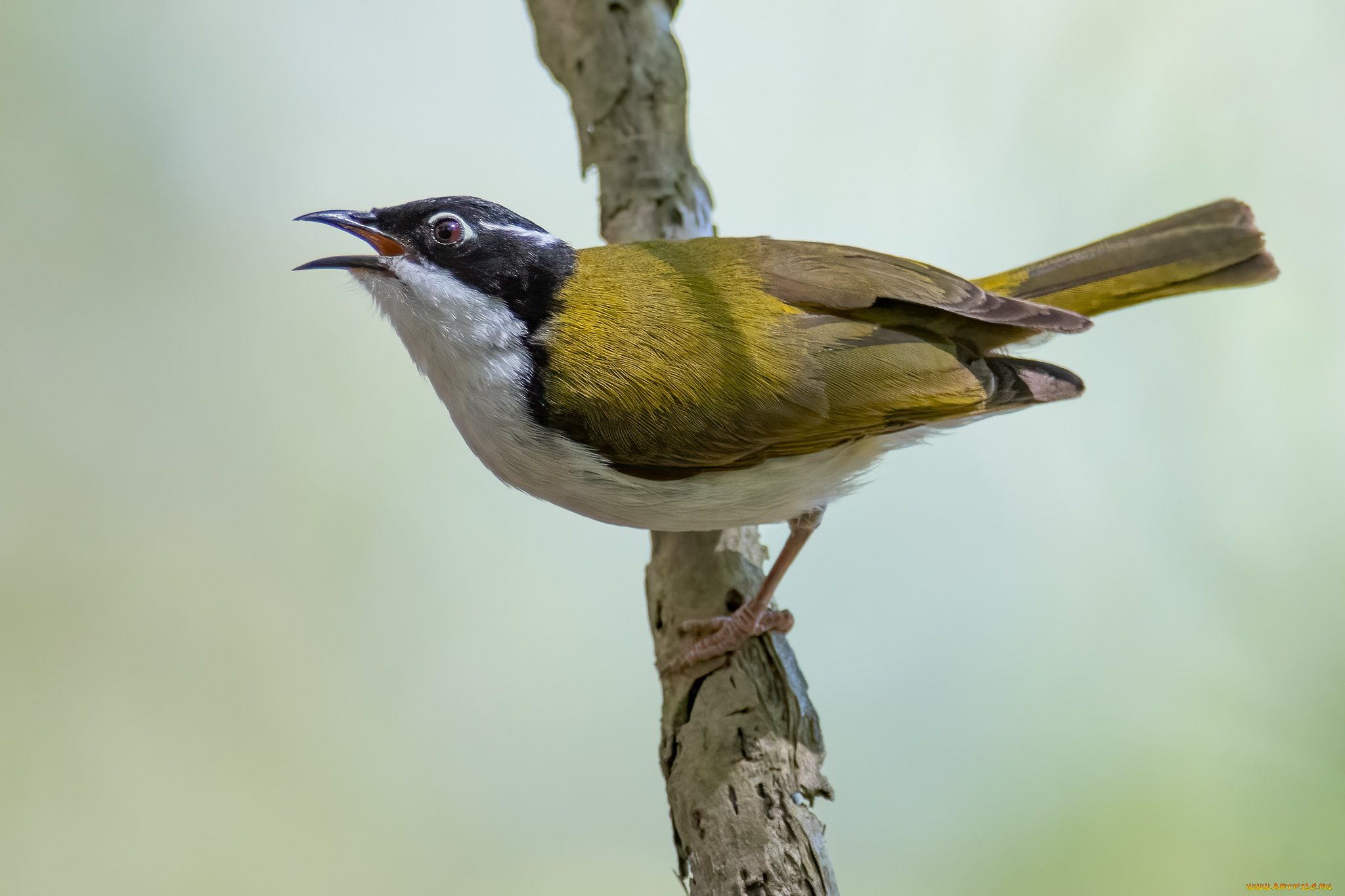 животные, птицы, птица