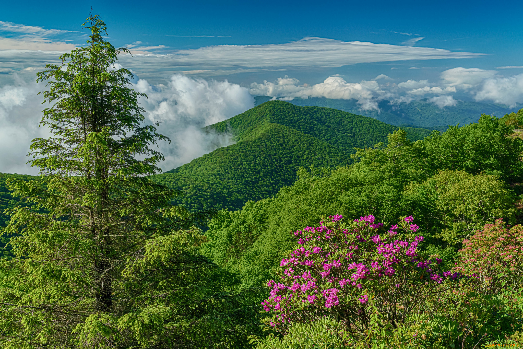 природа, горы, лето