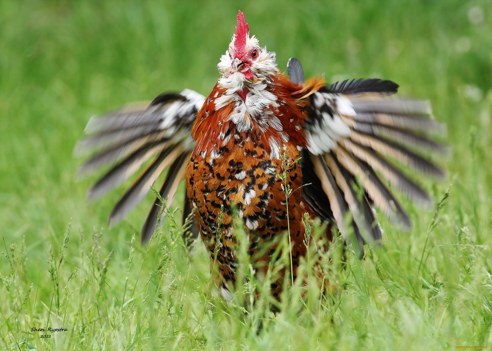 животные, куры, , петухи, петух