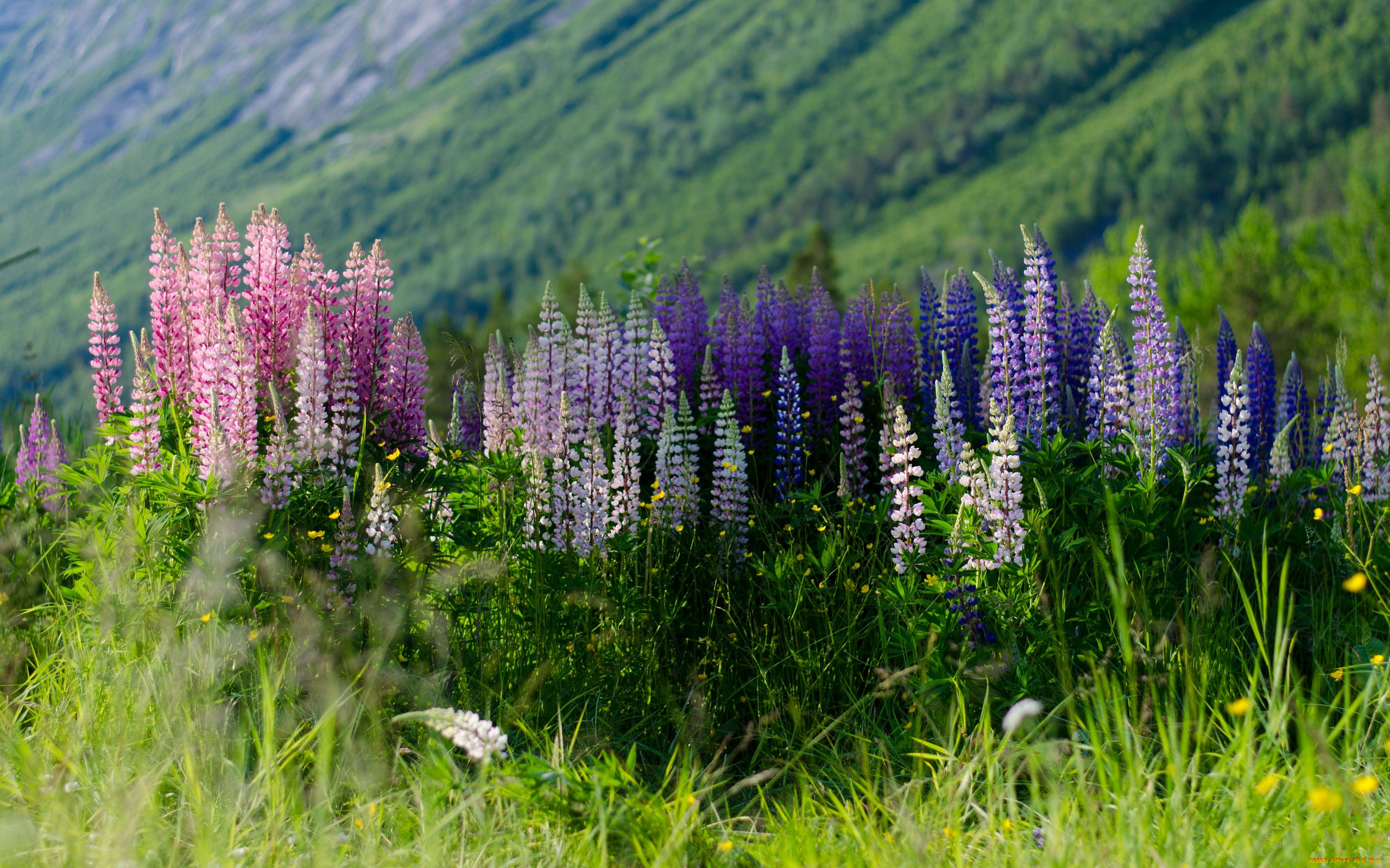 цветы, люпин, луг, разноцветный