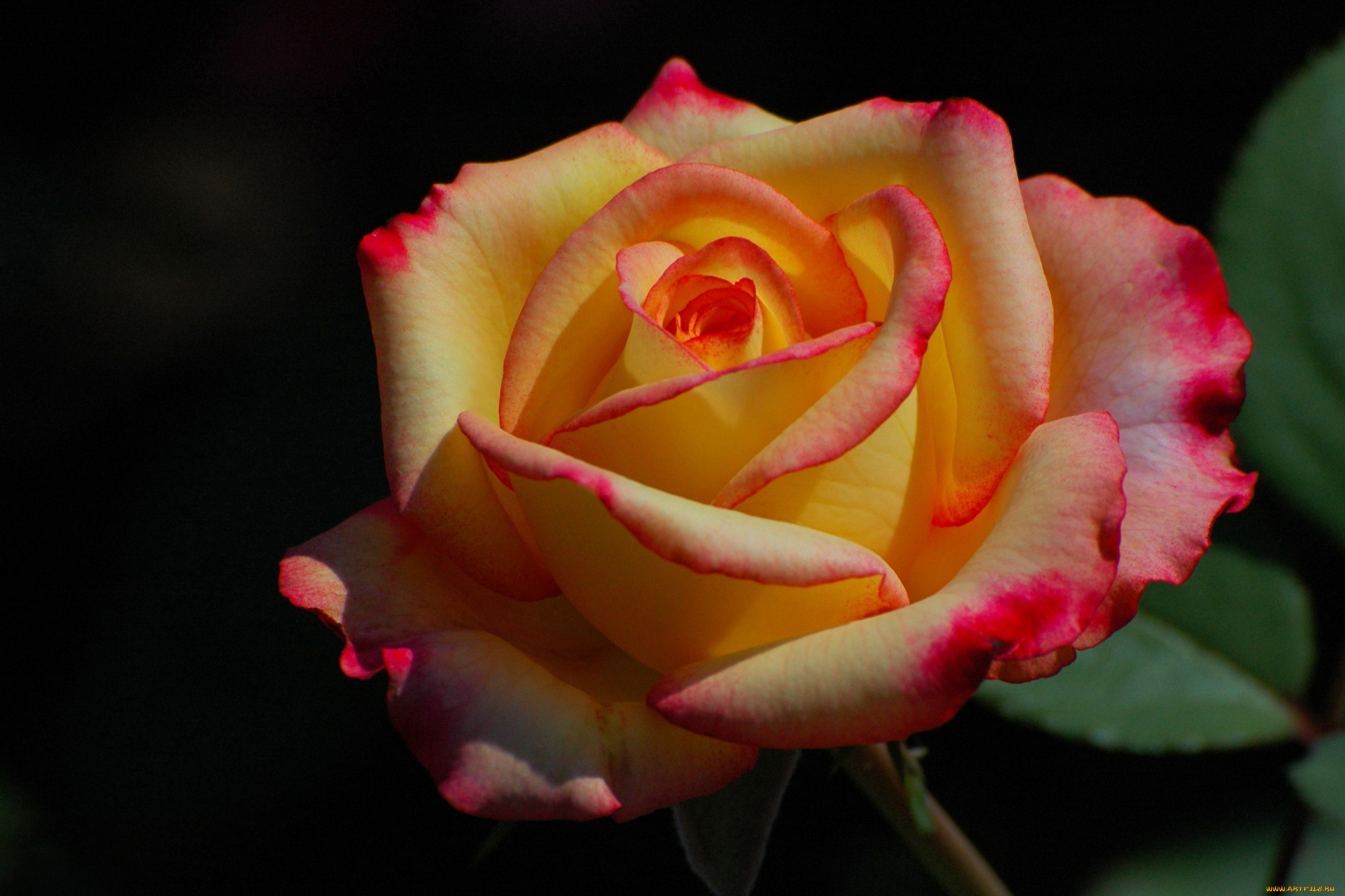 цветы, розы, двухцветная, роза, макро