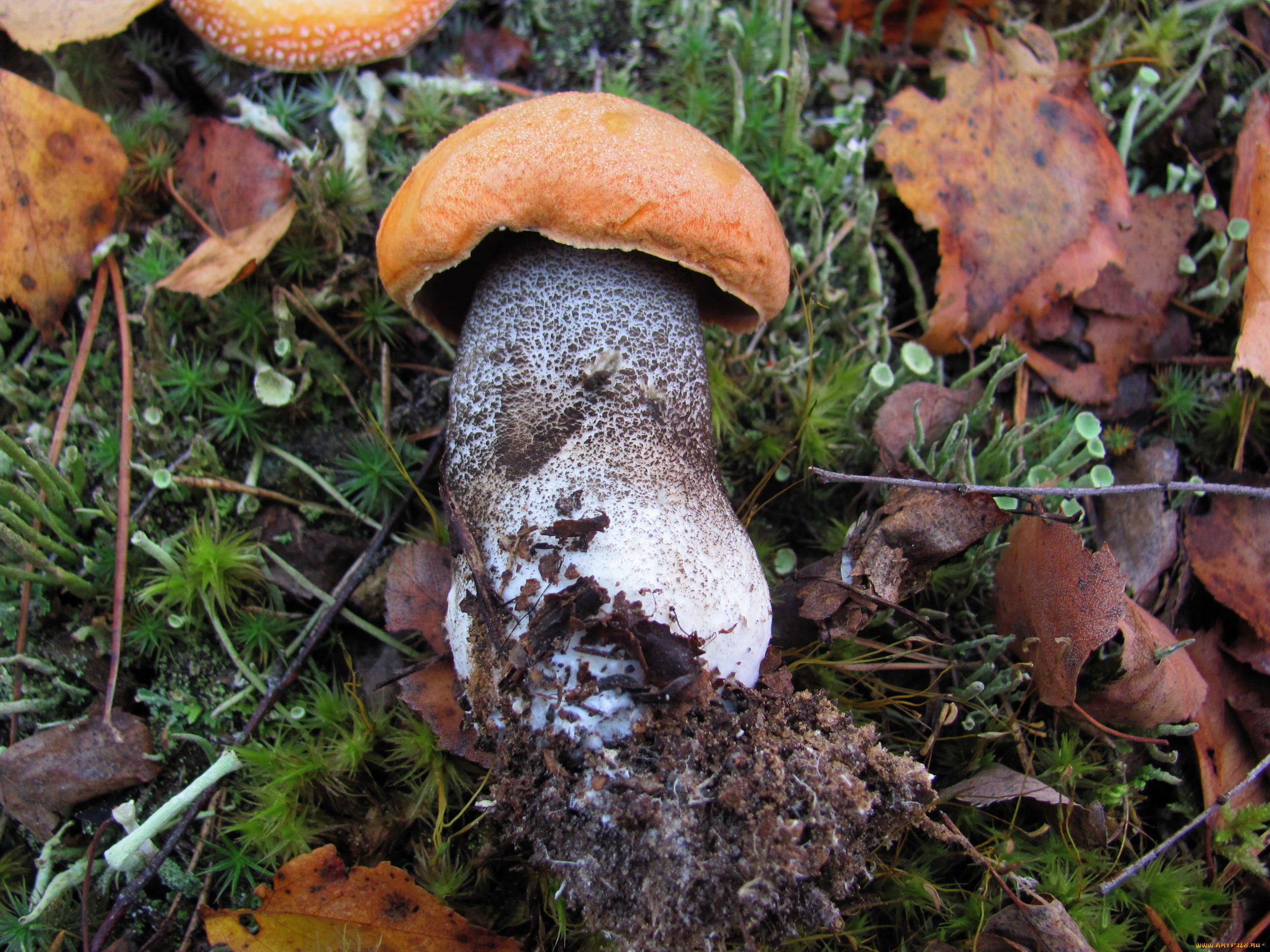 еда, грибы, , грибные, блюда, подосиновик